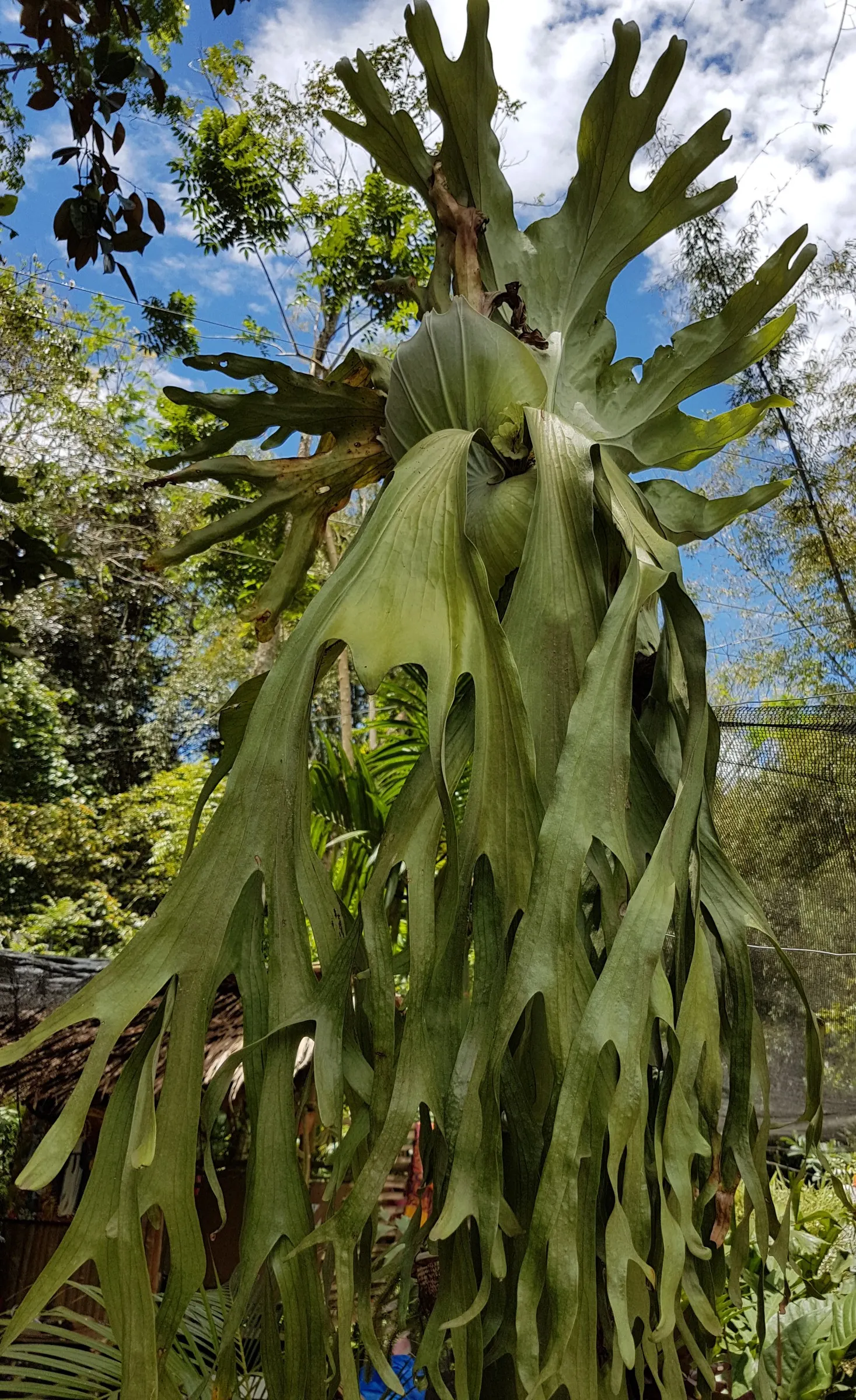 Filipino Staghorn Fern (Platycerium Grande) — This fern needs a mounting board or a strong tree trunk to support its weight and allow its roots to anchor