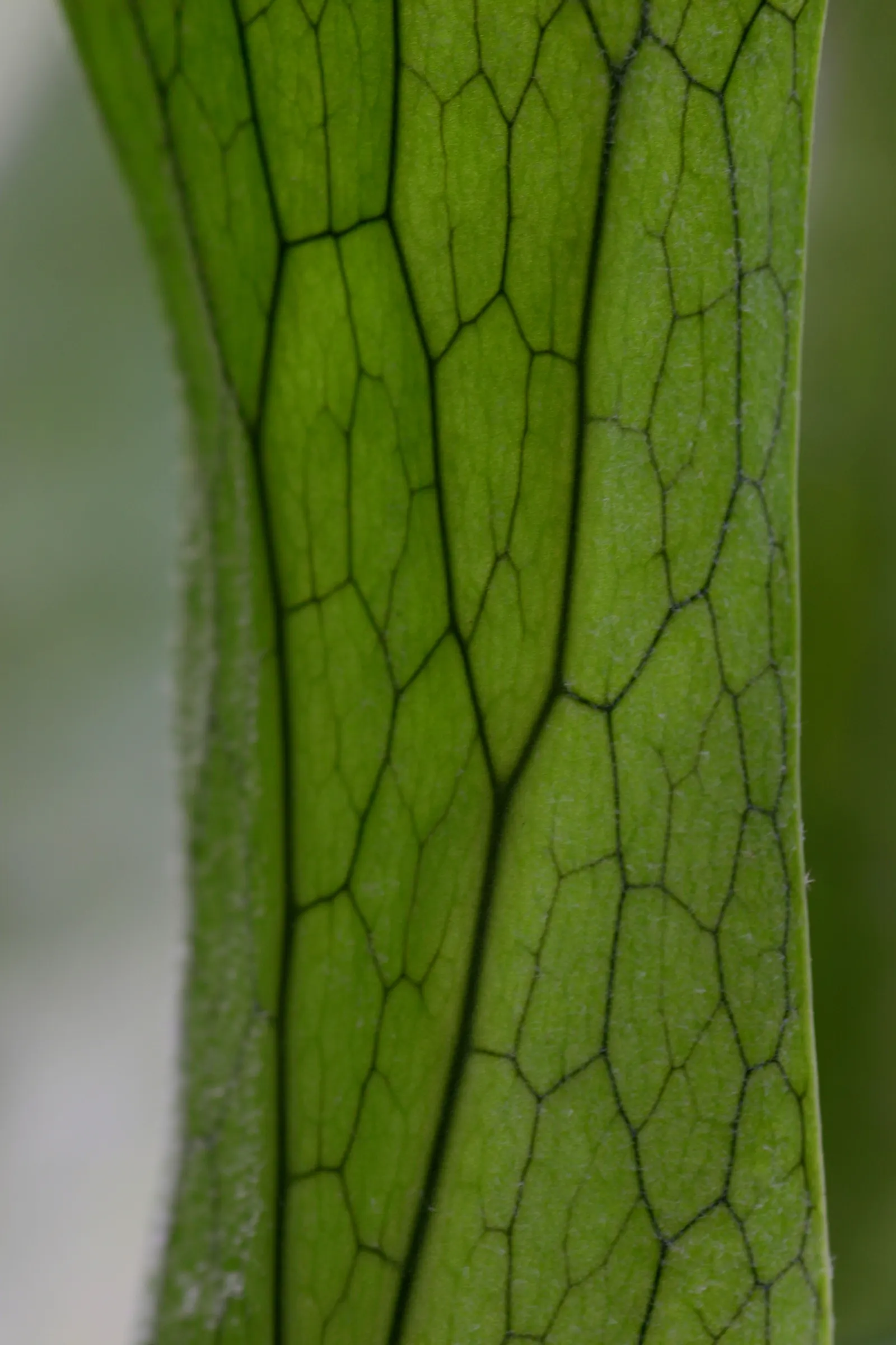 Filipino Staghorn Fern (Platycerium Grande) — with regular misting recommended to maintain the high humidity it favors