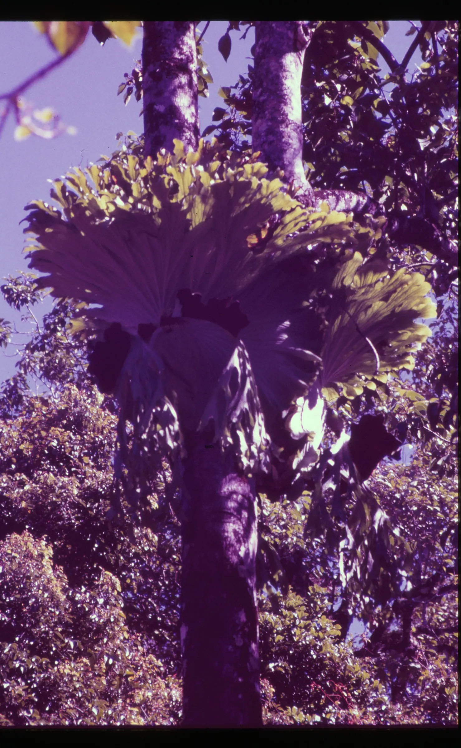 Filipino Staghorn Fern (Platycerium Grande) — However, care should be taken to avoid waterlogged conditions