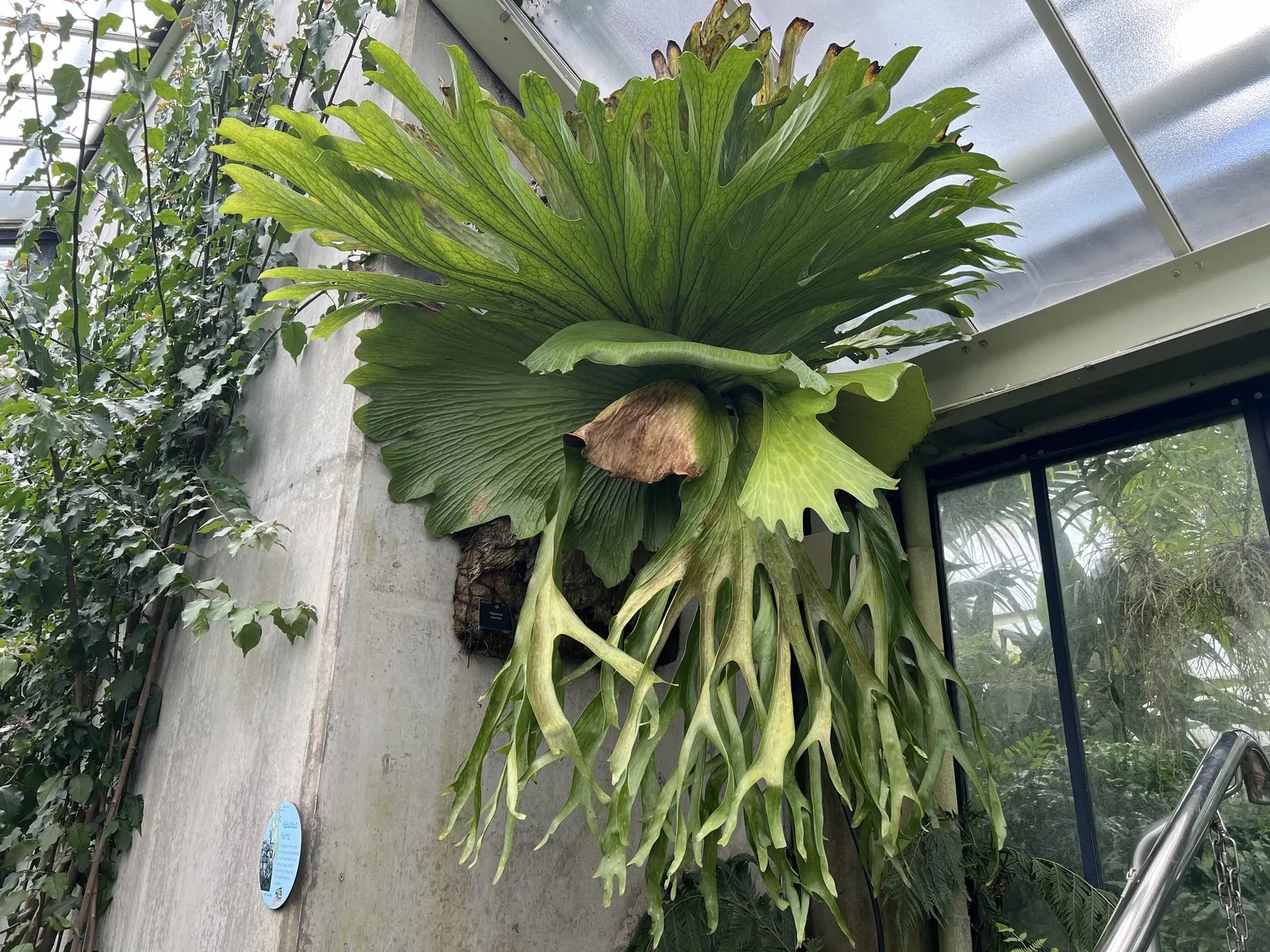 Filipino Staghorn Fern (Platycerium Grande) — Nutrients can be provided with monthly foliar feeding during the growing season using balanced