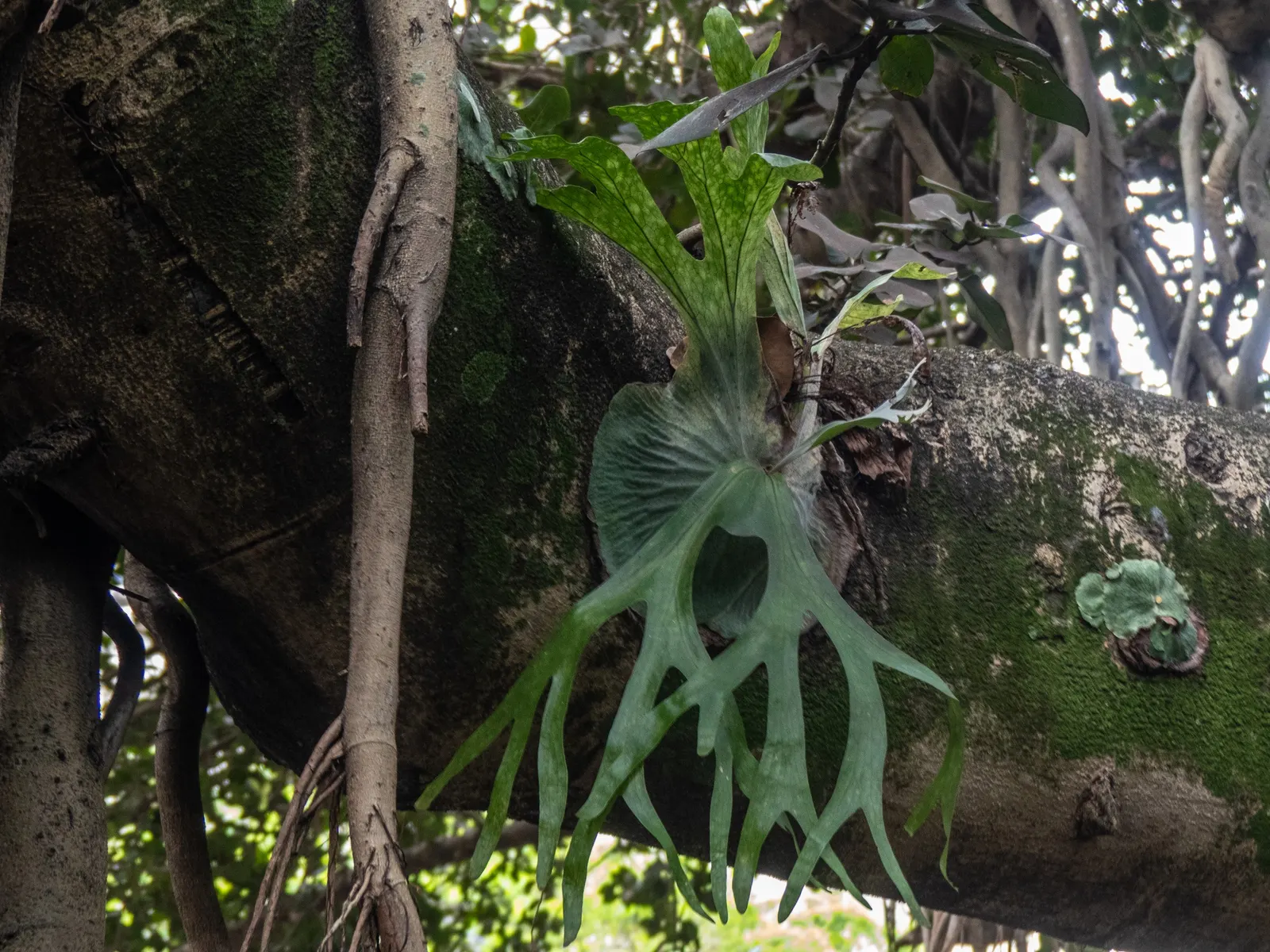 Filipino Staghorn Fern (Platycerium Grande) — Due to its imposing size and unique silhouette, P