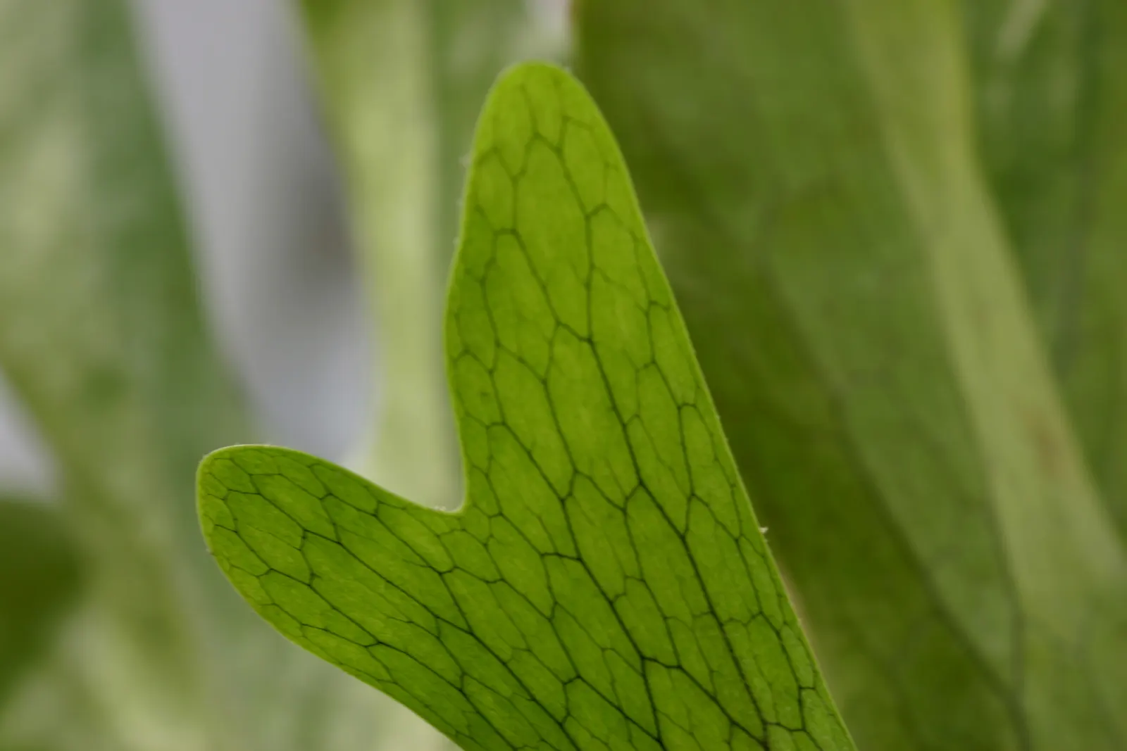 Filipino Staghorn Fern (Platycerium Grande) — the Platycerium grande adds exotic charm to landscapes