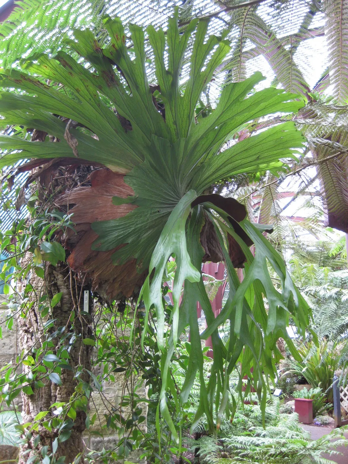 Filipino Staghorn Fern (Platycerium Grande) — is a remarkable and visually striking epiphytic plant that is native to the Philippines; ideally mounted on trees