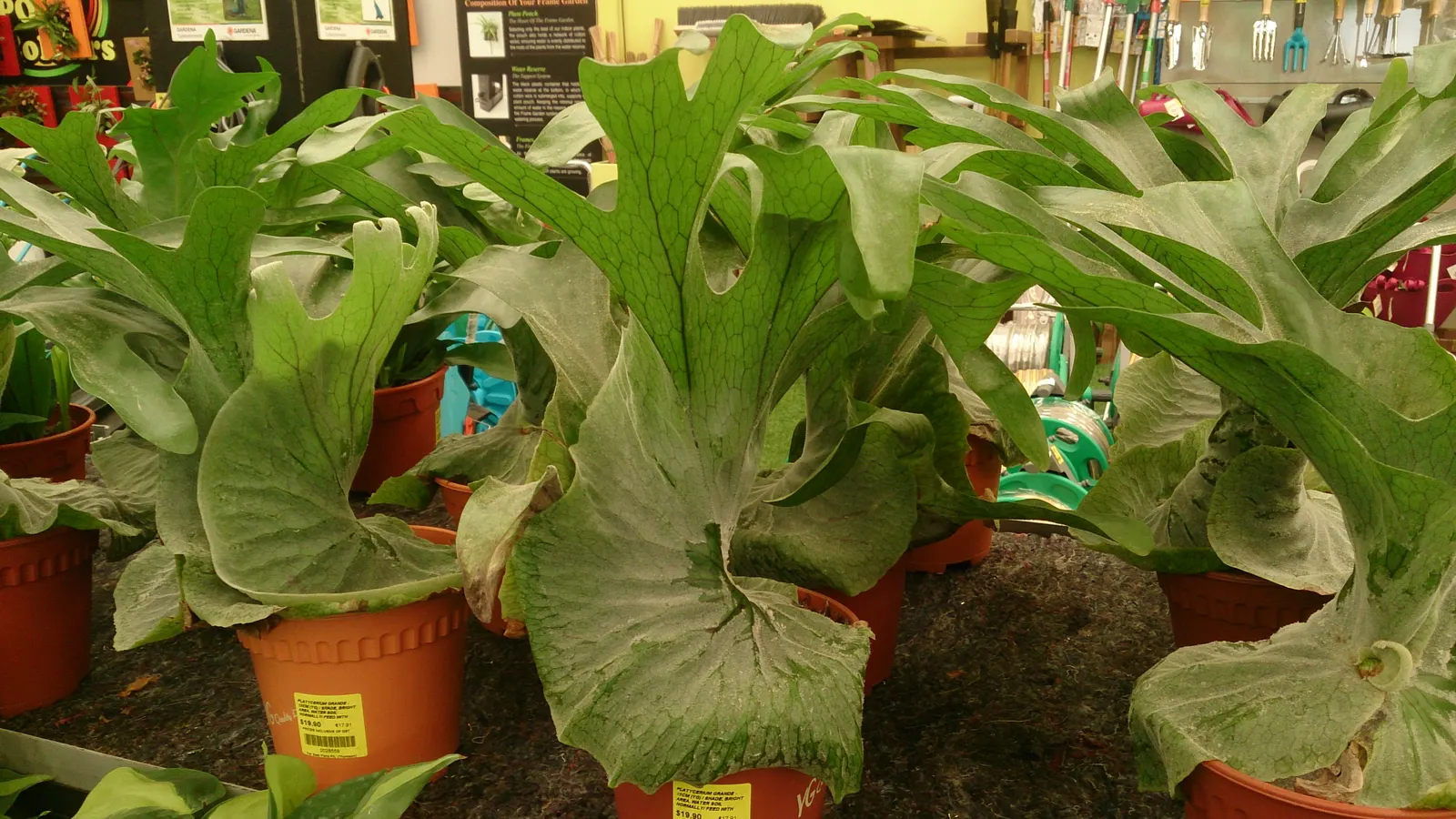 Filipino Staghorn Fern (Platycerium Grande) — This luxurious fern is known for its grand