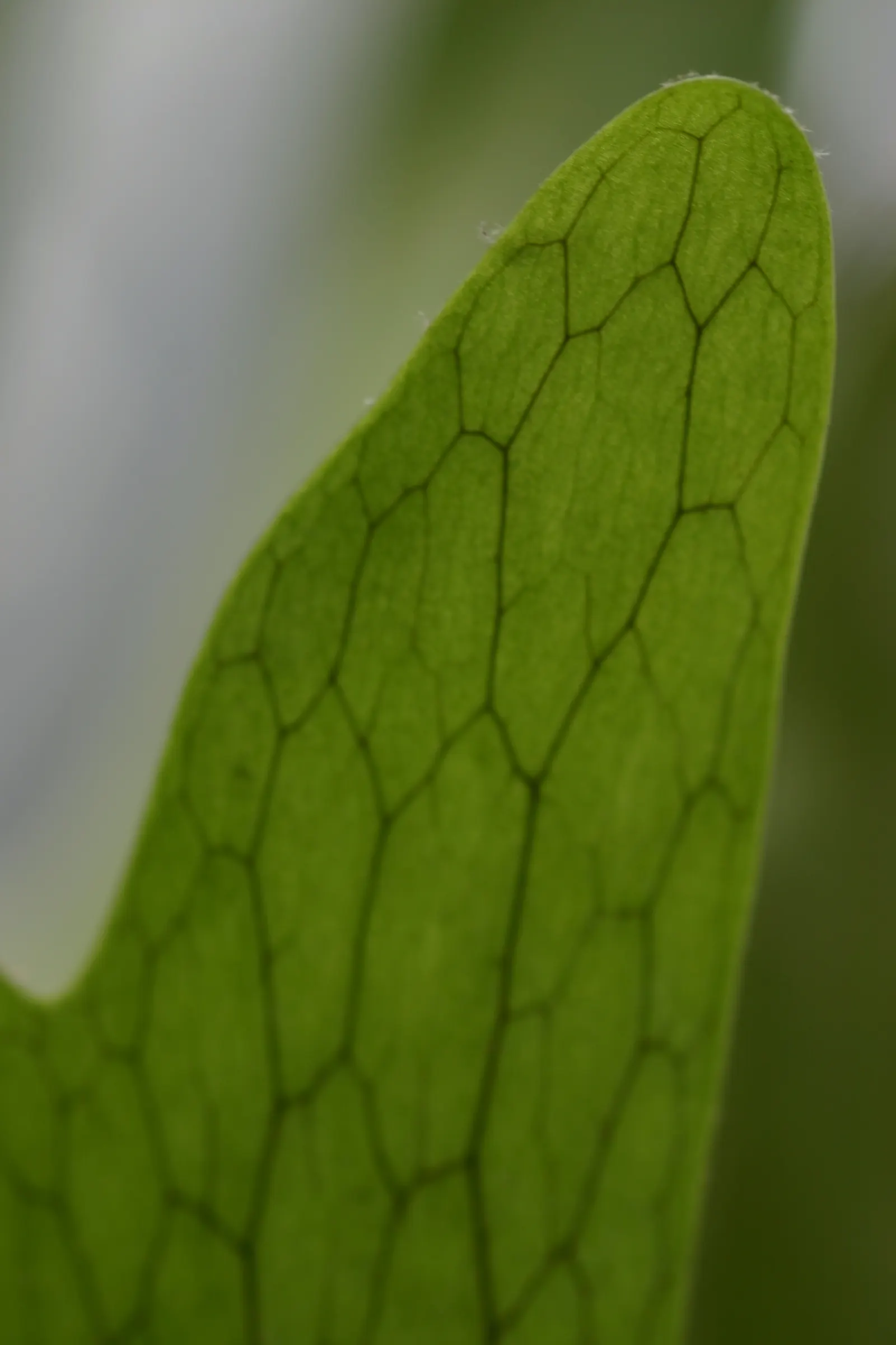 Filipino Staghorn Fern (Platycerium Grande) — with regular misting recommended to maintain the high humidity it favors; preferring dappled shade or indirect