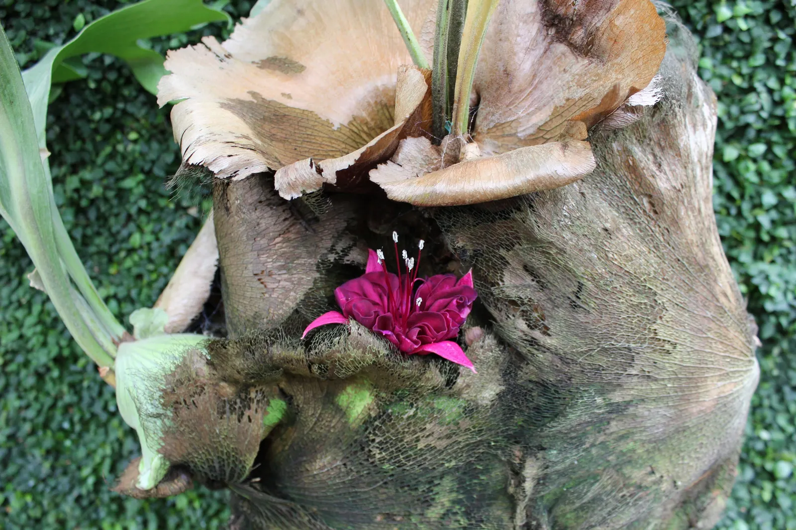 Filipino Staghorn Fern (Platycerium Grande) — However, care should be taken to avoid waterlogged conditions; nutrients can be provided with monthly foliar