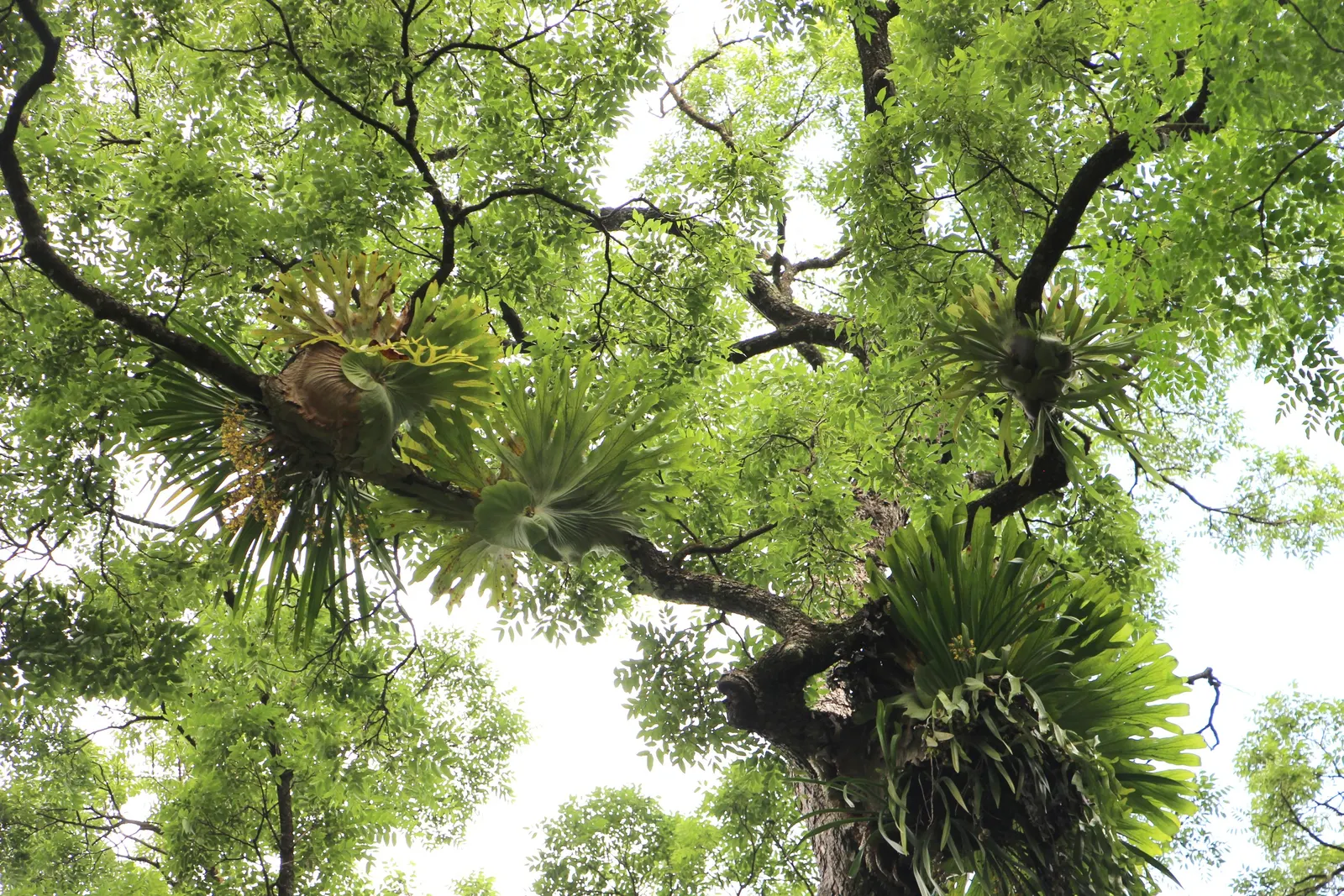 Filipino Staghorn Fern (Platycerium Grande) — It thrives in USDA hardiness zones 9 to 11