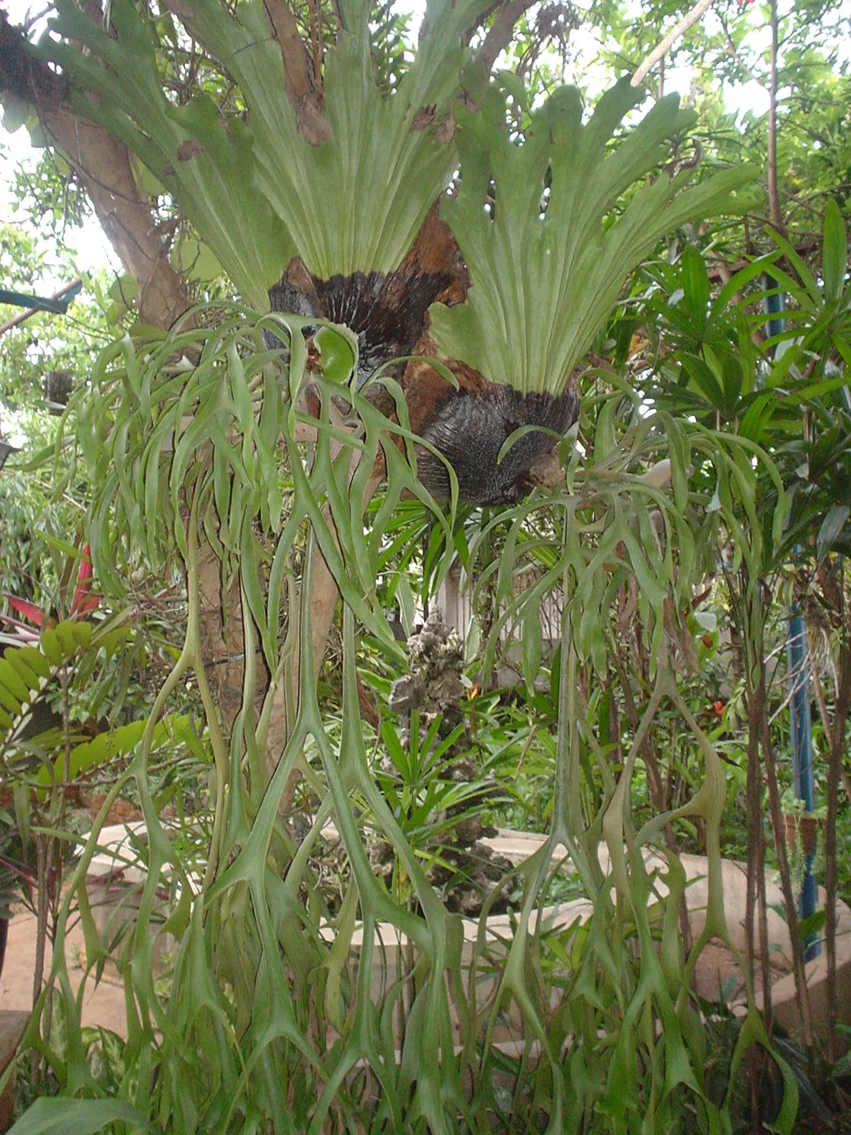 Filipino Staghorn Fern (Platycerium Grande) — The Staghorn should be watered approximately once a week or when the medium feels dry to the touch; this tropical