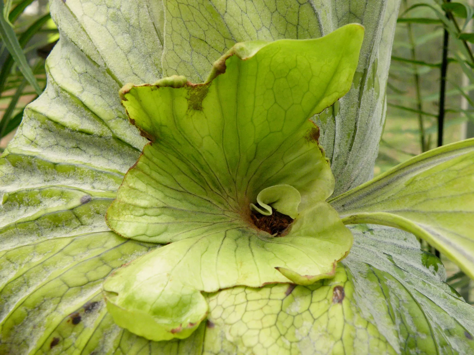 Filipino Staghorn Fern (Platycerium Grande) — which can grow an impressive 3 to 4 feet long with a similar spread