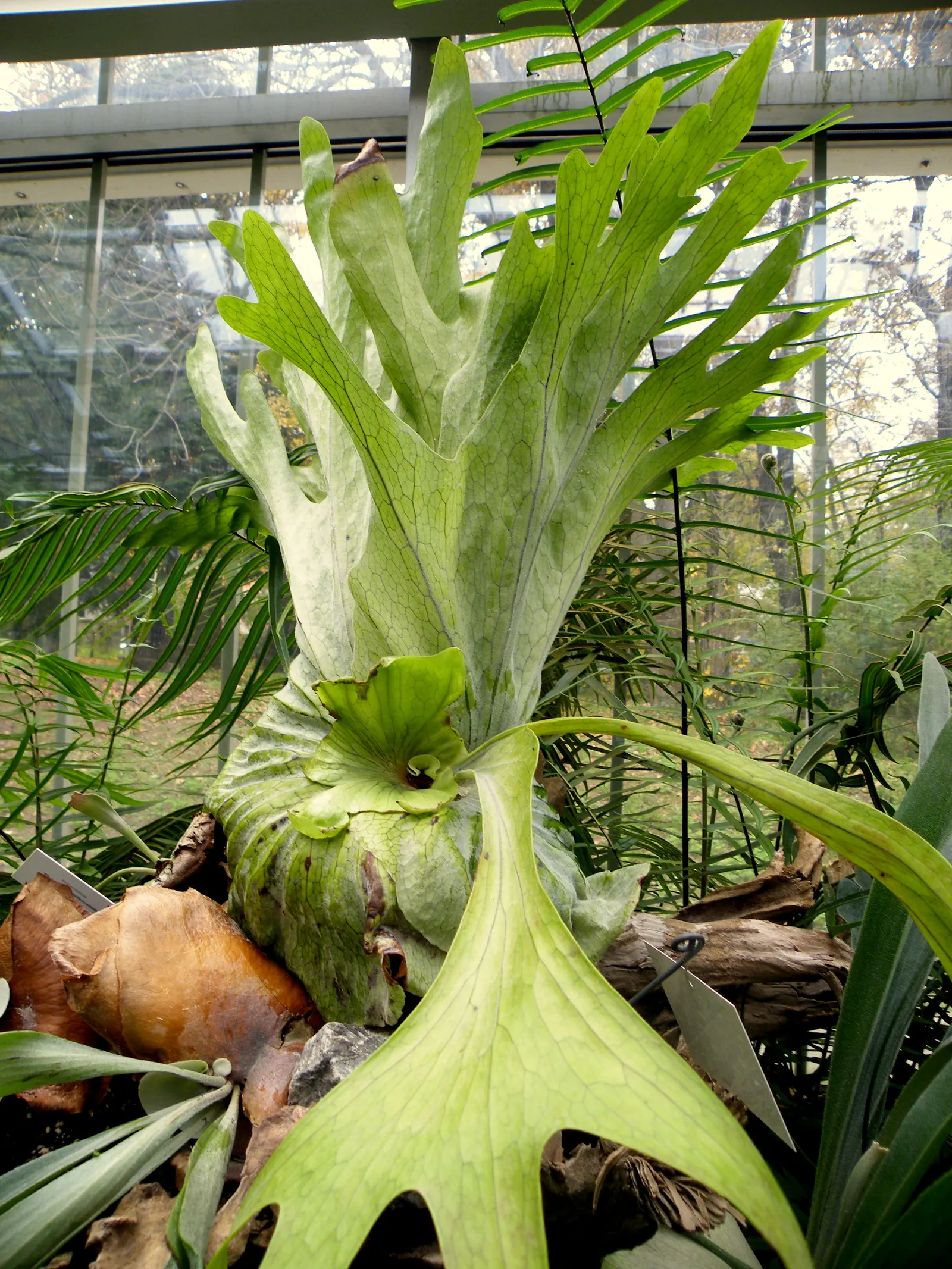 Filipino Staghorn Fern (Platycerium Grande) — commonly referred to as the Filipino Staghorn Fern; and while it is relatively low maintenance