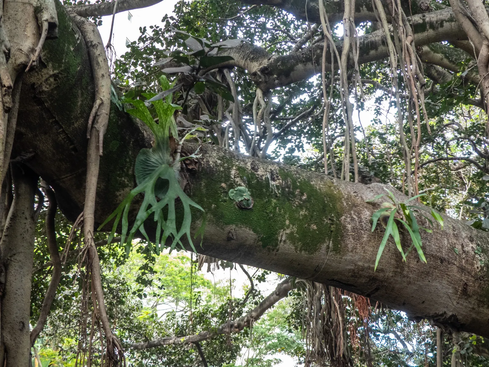 Filipino Staghorn Fern (Platycerium Grande) — is a remarkable and visually striking epiphytic plant that is native to the Philippines