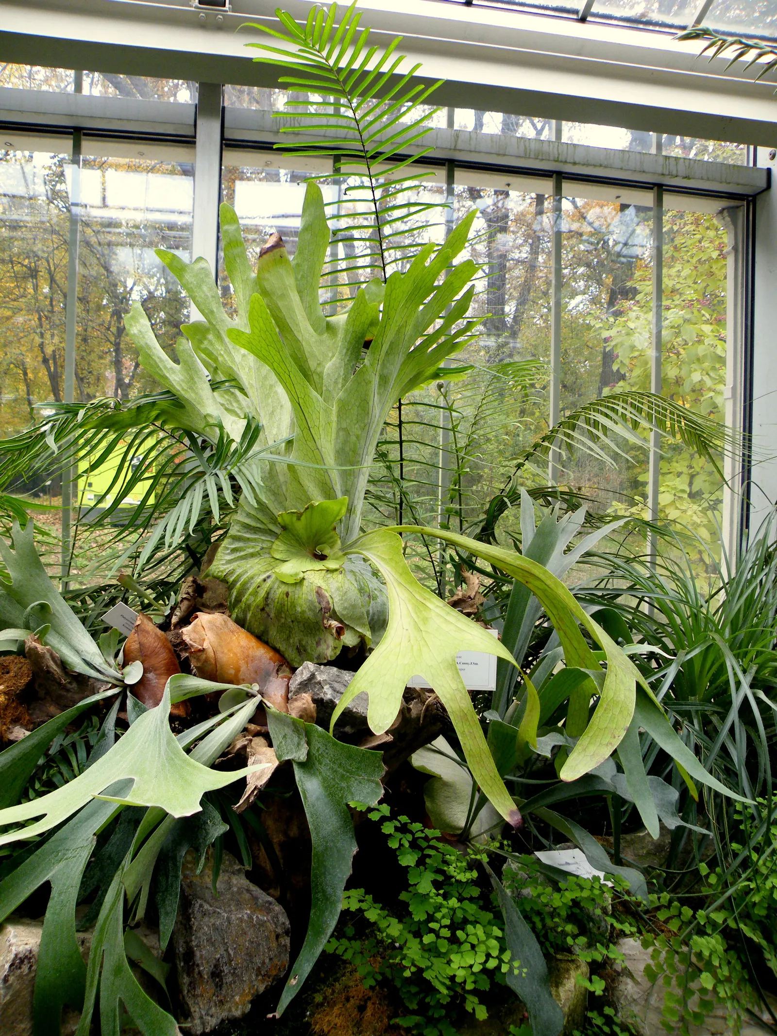 Filipino Staghorn Fern (Platycerium Grande) — increasing frequency during hotter; which can grow an impressive 3 to 4 feet long with a similar spread