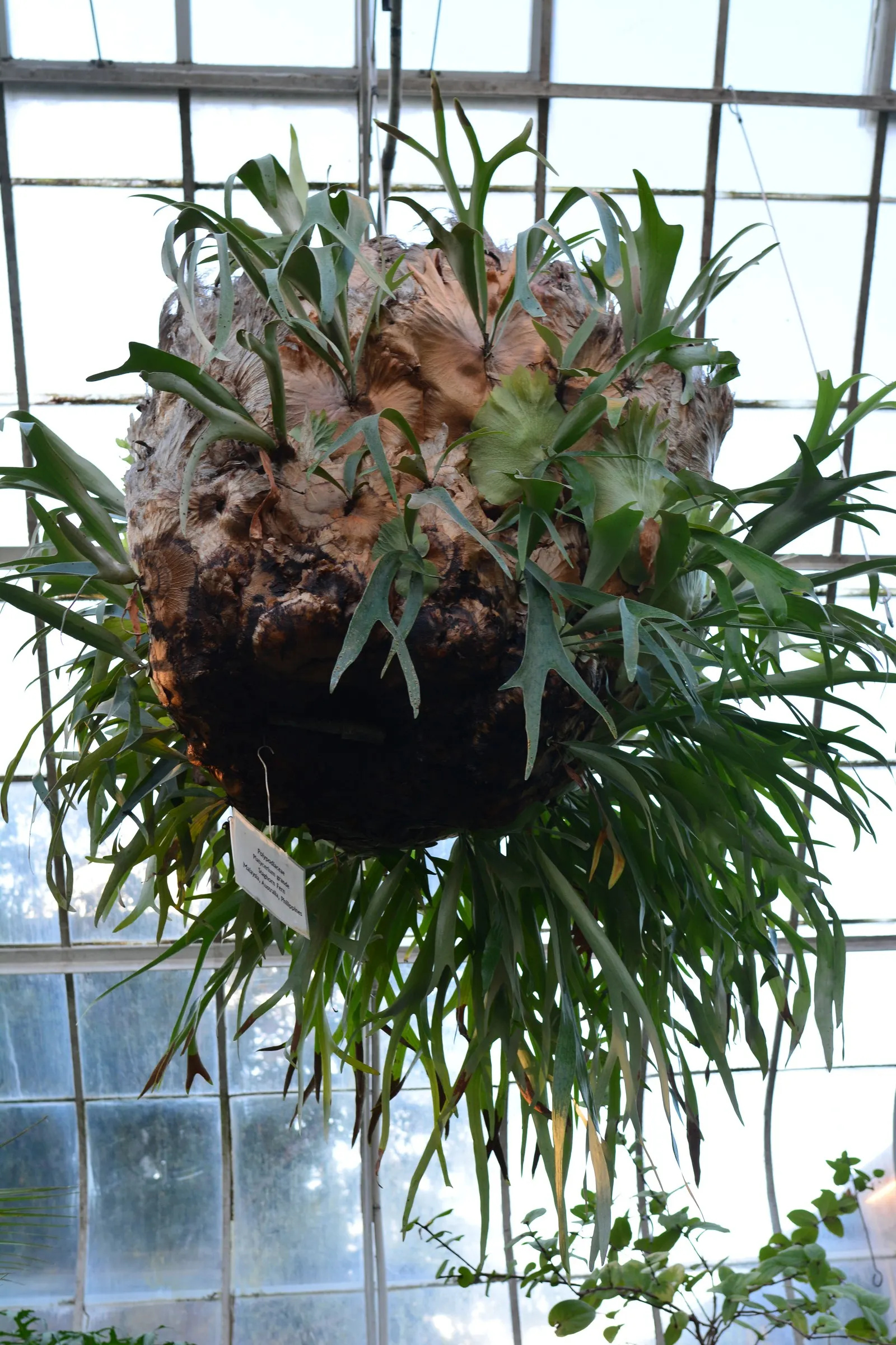 Filipino Staghorn Fern (Platycerium Grande) — This fern needs a mounting board or a strong tree trunk to support its weight and allow its roots to anchor; the