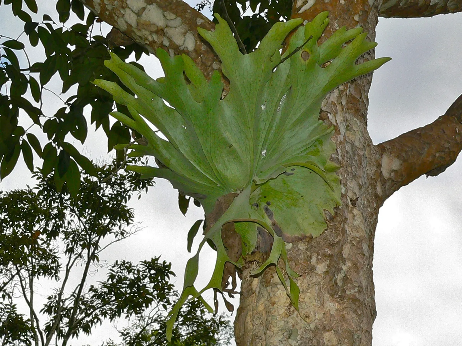 Filipino Staghorn Fern (Platycerium Grande) — it brings a dramatic vertical element to shaded garden spaces or indoor atriums