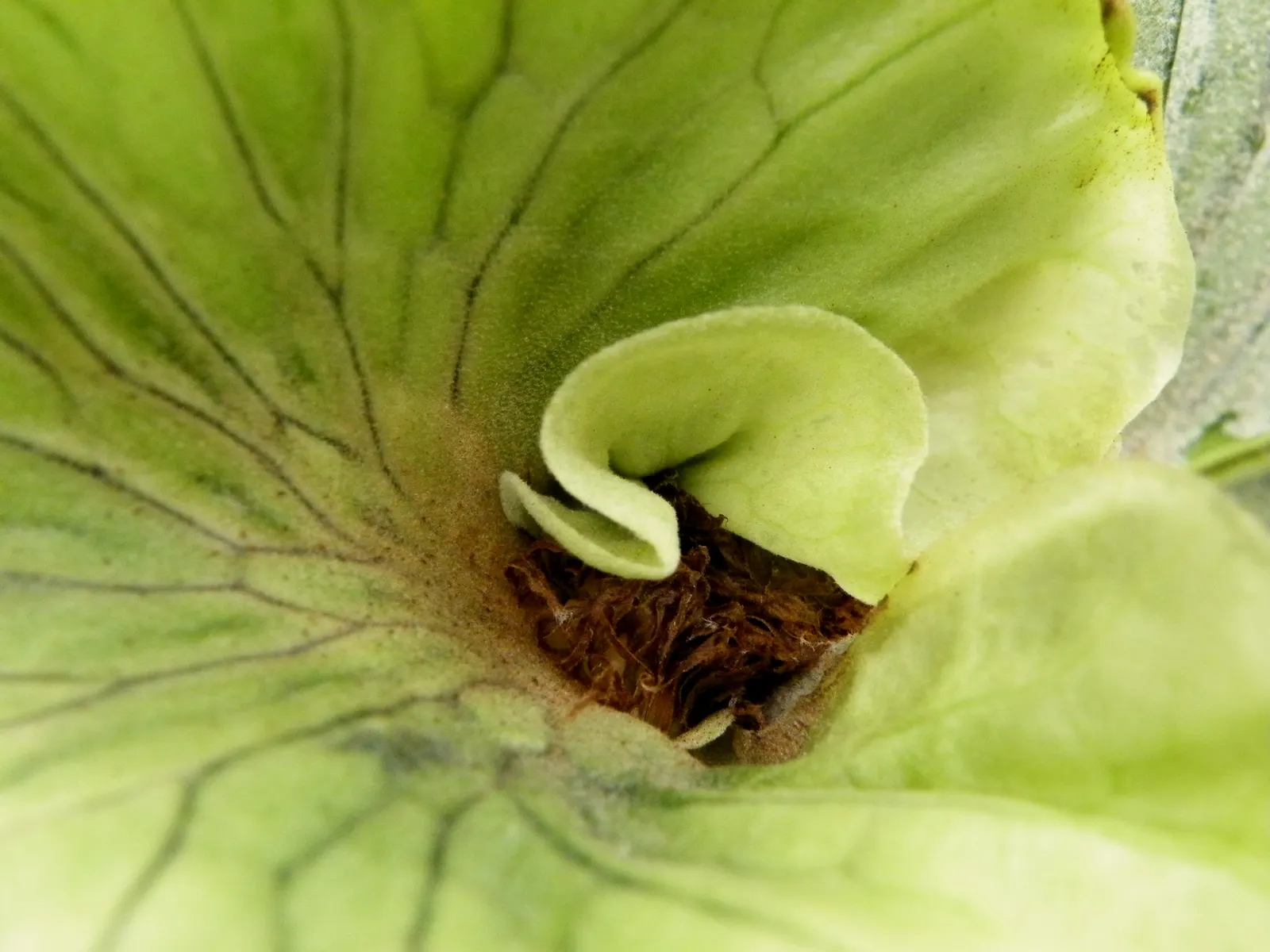 Filipino Staghorn Fern (Platycerium Grande) — Ideally mounted on trees or driftwood
