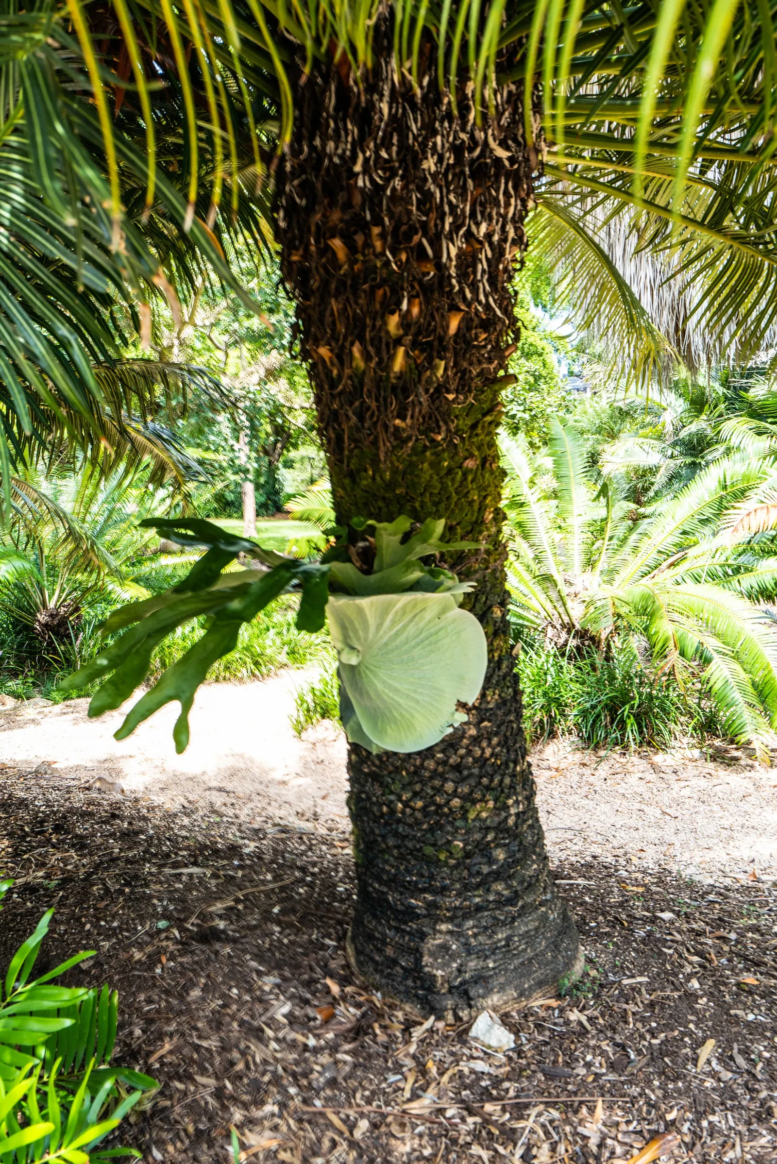 Filipino Staghorn Fern (Platycerium Grande) — preferring dappled shade or indirect light that mimics its natural rainforest canopy habitat; with regular