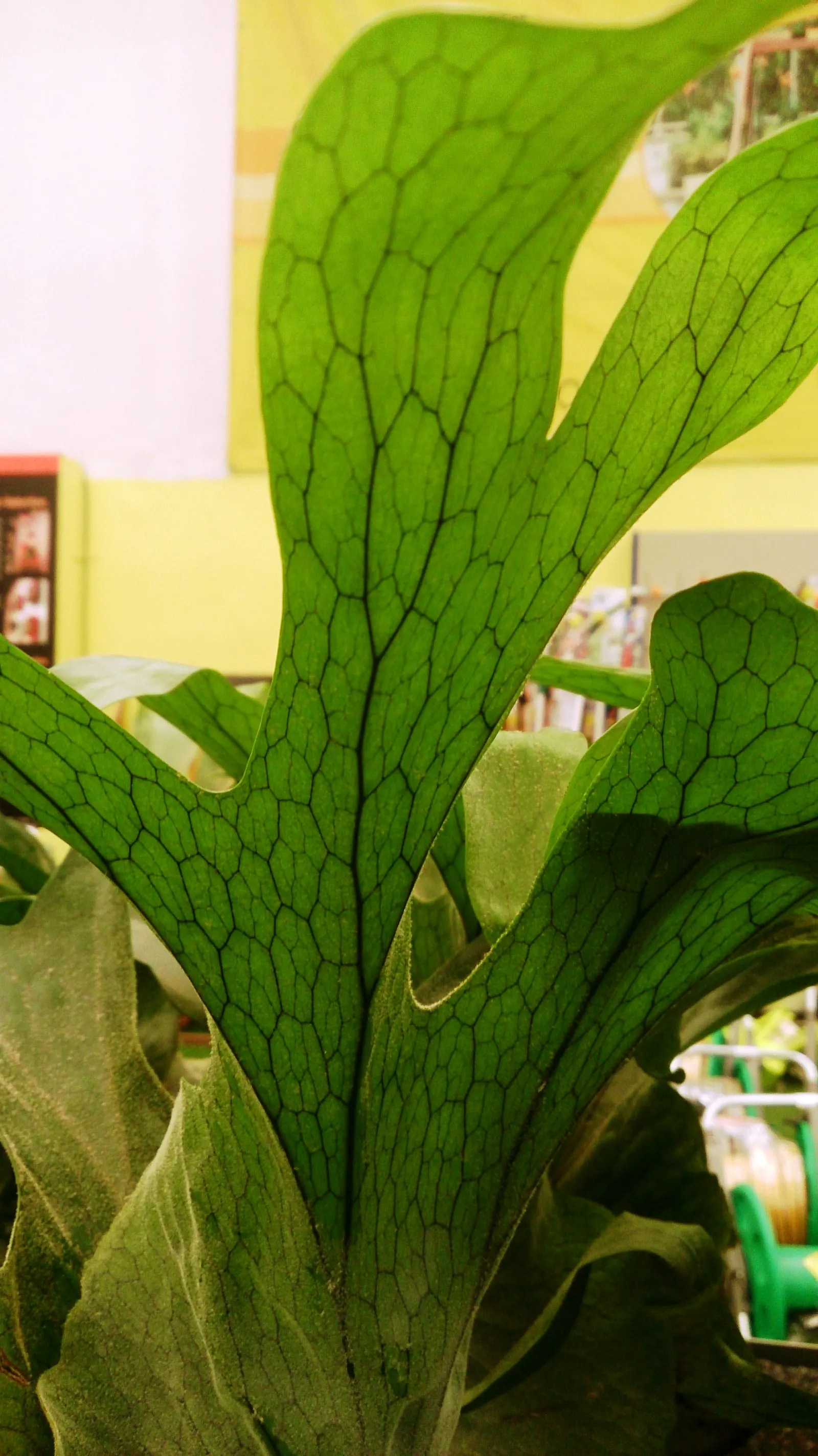 Filipino Staghorn Fern (Platycerium Grande) — preferring dappled shade or indirect light that mimics its natural rainforest canopy habitat