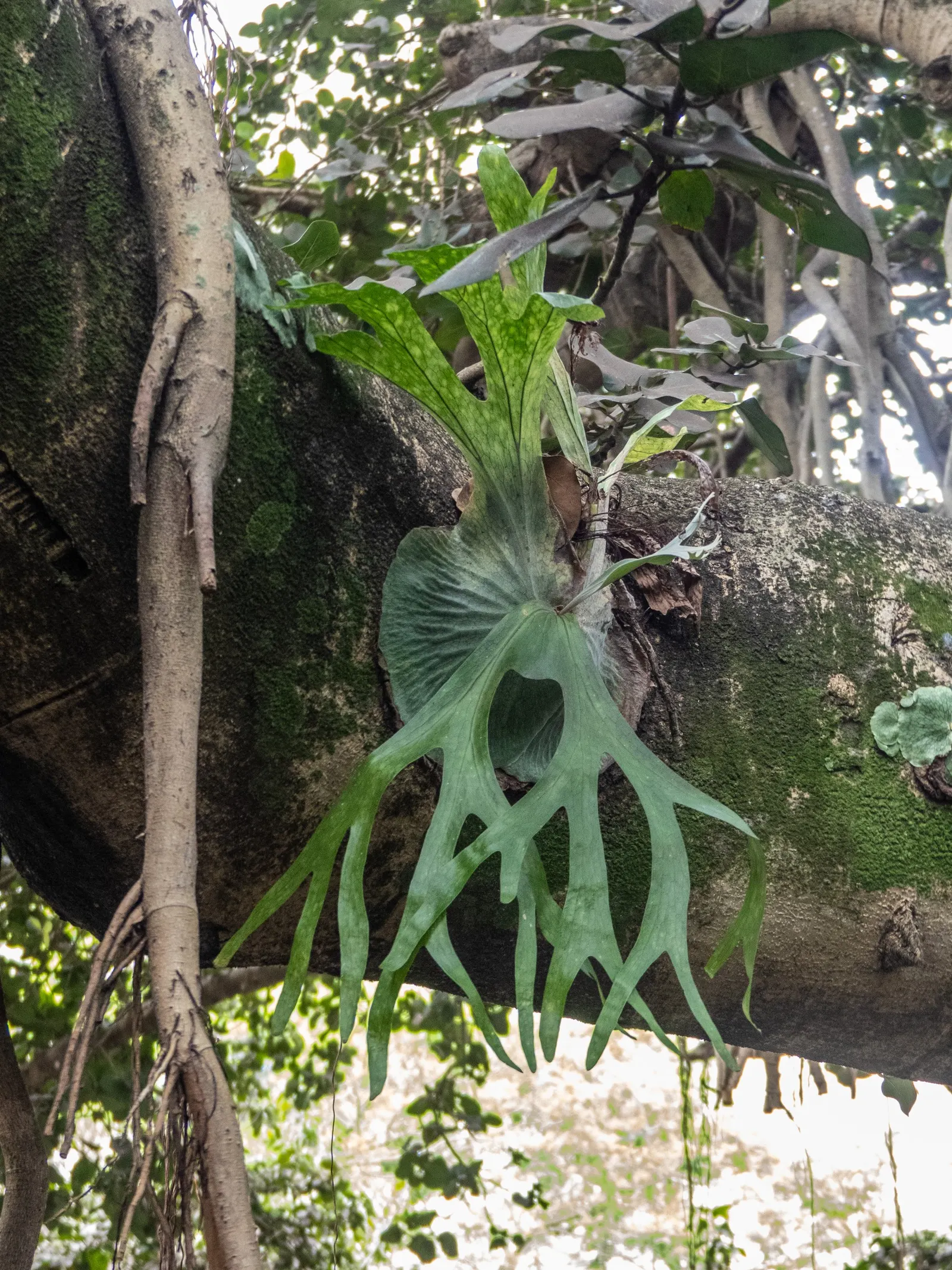 Filipino Staghorn Fern (Platycerium Grande) — Ideally mounted on trees or driftwood; is a remarkable and visually striking epiphytic plant that is native to
