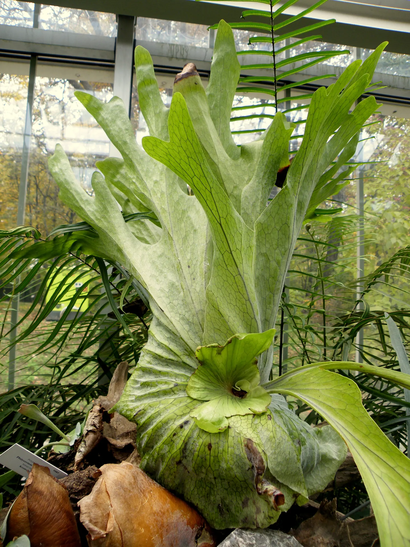 Filipino Staghorn Fern (Platycerium Grande) — as in its native environment it clings to large trees.<br><br>An ample water supply is key