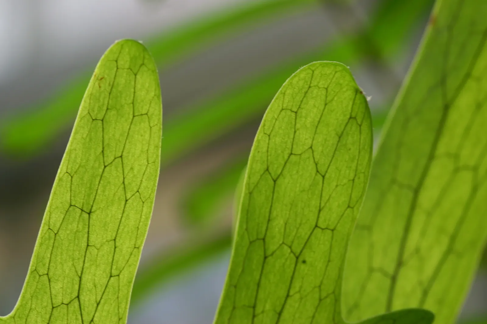 Filipino Staghorn Fern (Platycerium Grande) — and while it is relatively low maintenance