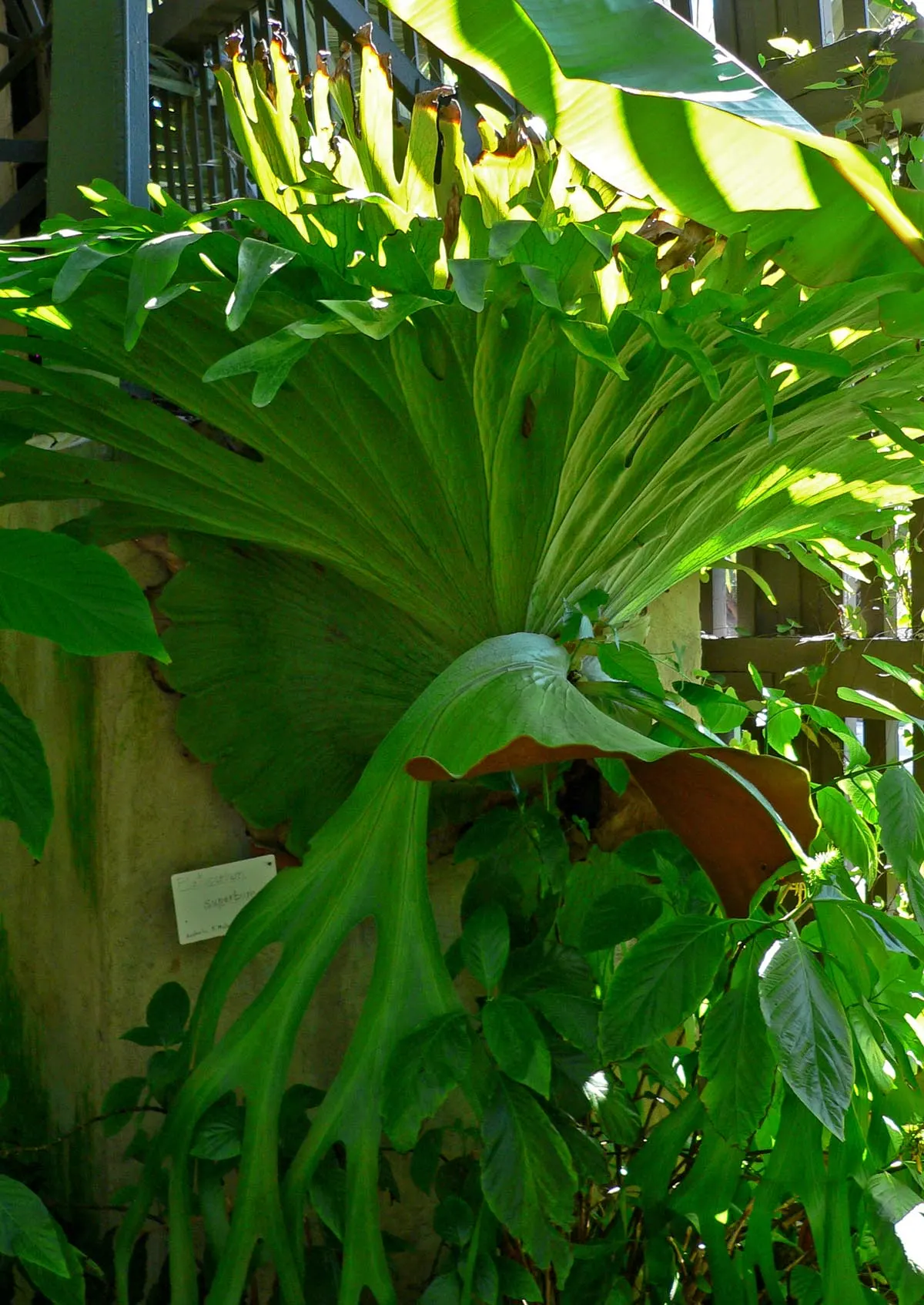 Filipino Staghorn Fern (Platycerium Grande) — as in its native environment it clings to large trees.<br><br>An ample water supply is key; it brings a dramatic