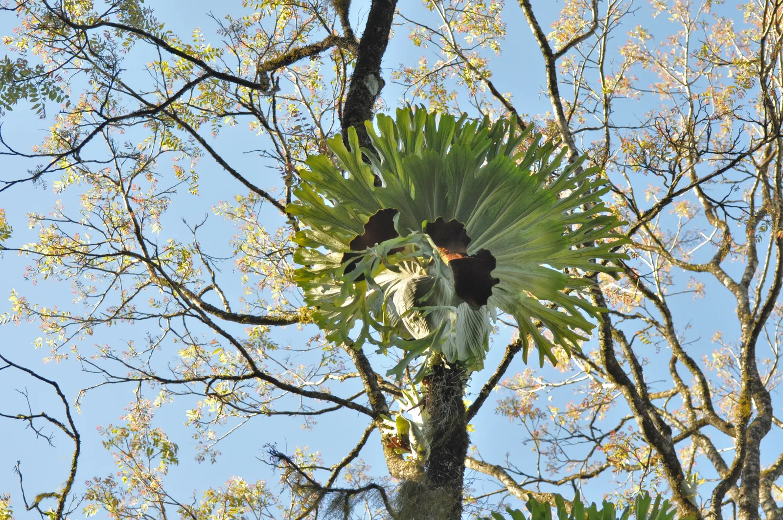 Filipino Staghorn Fern (Platycerium Grande) — Its shield fronds form a protective base, while fertile fronds extend outwards