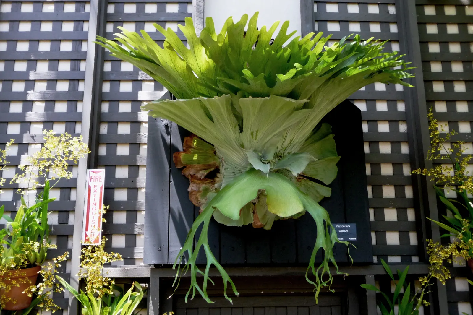 Filipino Staghorn Fern (Platycerium Grande) — commonly referred to as the Filipino Staghorn Fern