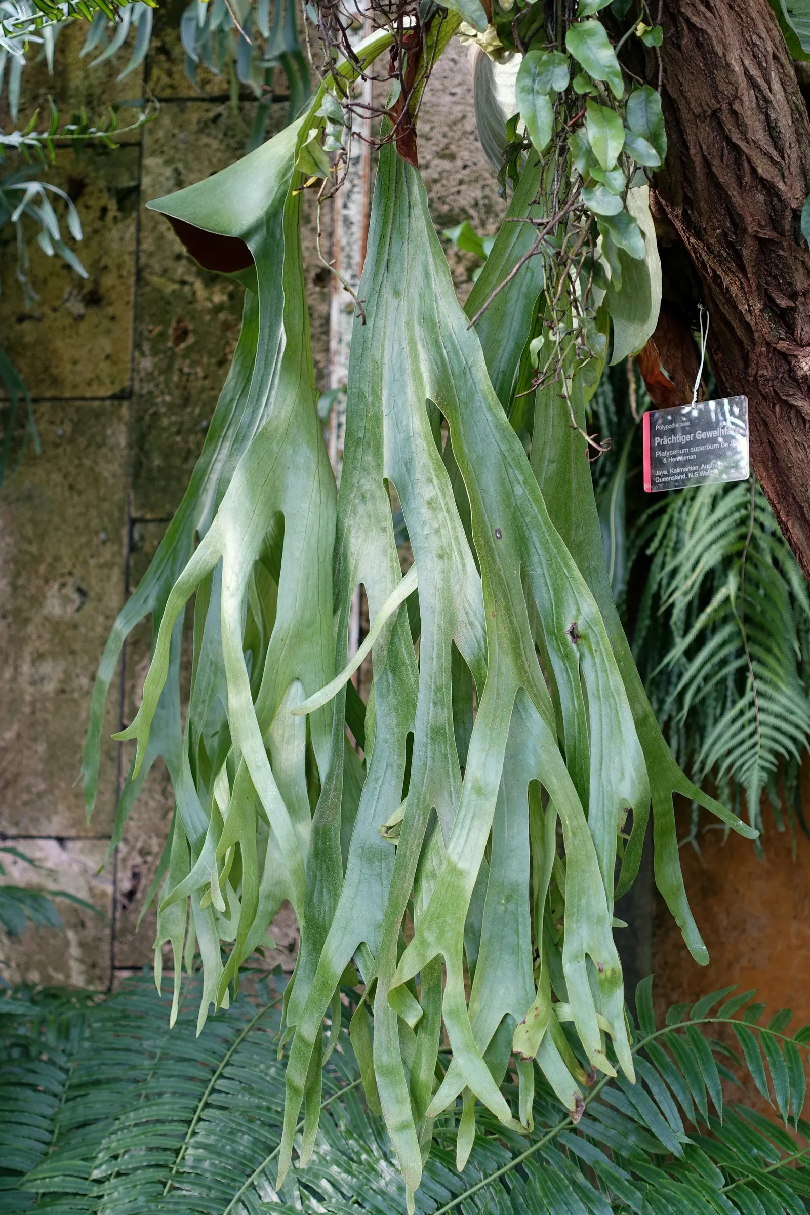 Filipino Staghorn Fern (Platycerium Grande) — it brings a dramatic vertical element to shaded garden spaces or indoor atriums; as in its native environment it
