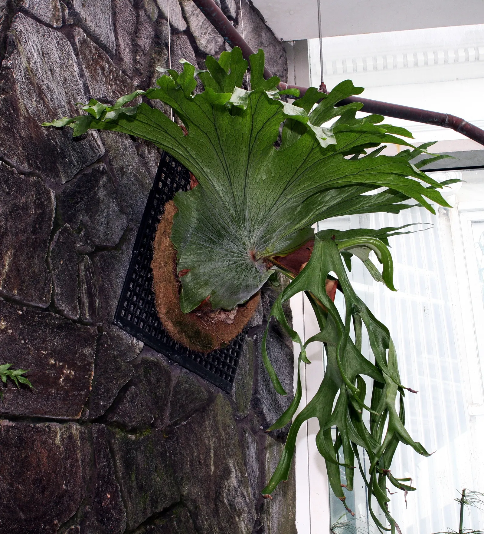 Filipino Staghorn Fern (Platycerium Grande) — Due to its imposing size and unique silhouette, P; antler-like fronds that can reach up to 6 feet in length