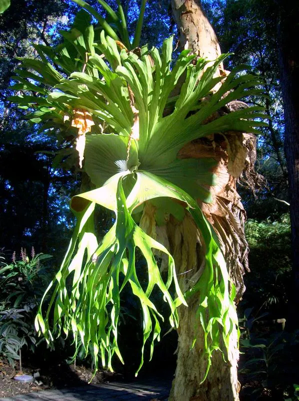 Filipino Staghorn Fern (Platycerium Grande) — It thrives in USDA hardiness zones 9 to 11; this luxurious fern is known for its grand