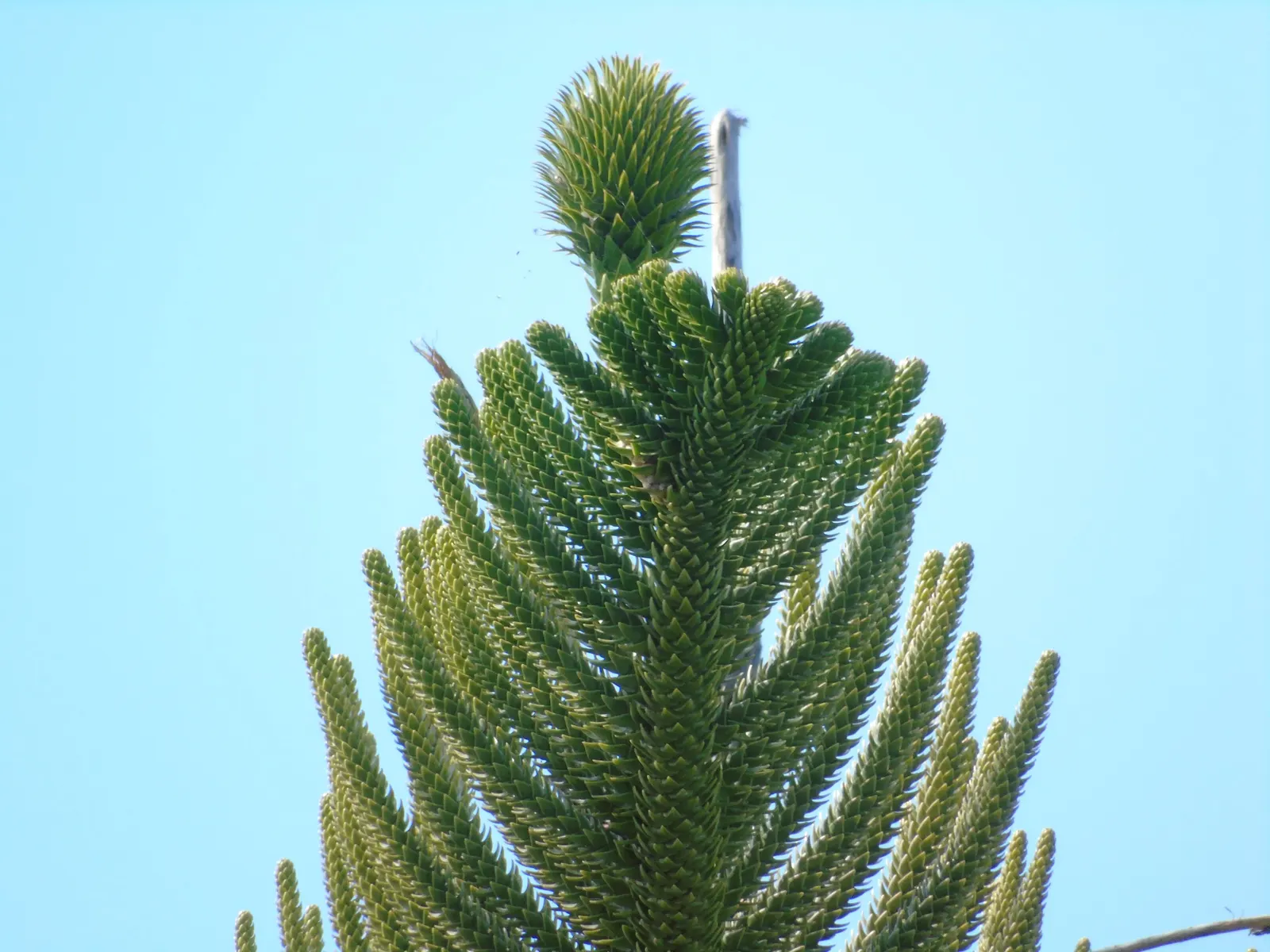 Norfolk Island Pine (Araucaria Heterophylla) — the Norfolk Island Pine thrives in full sun to light shade and prefers well-draining; prefers full, image 66