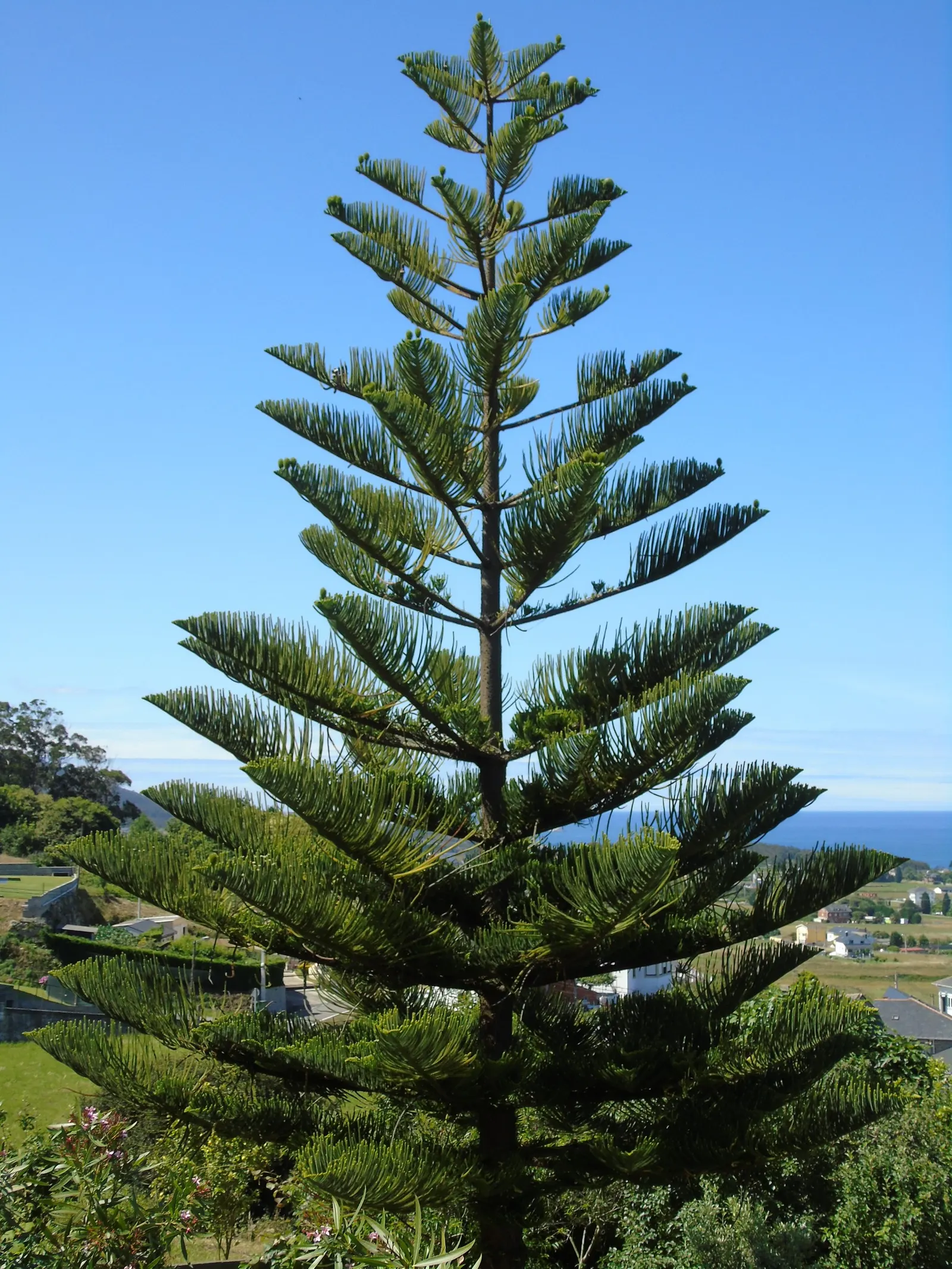 Norfolk Island Pine (Araucaria Heterophylla) — and during the festive season; conifer / tree for full