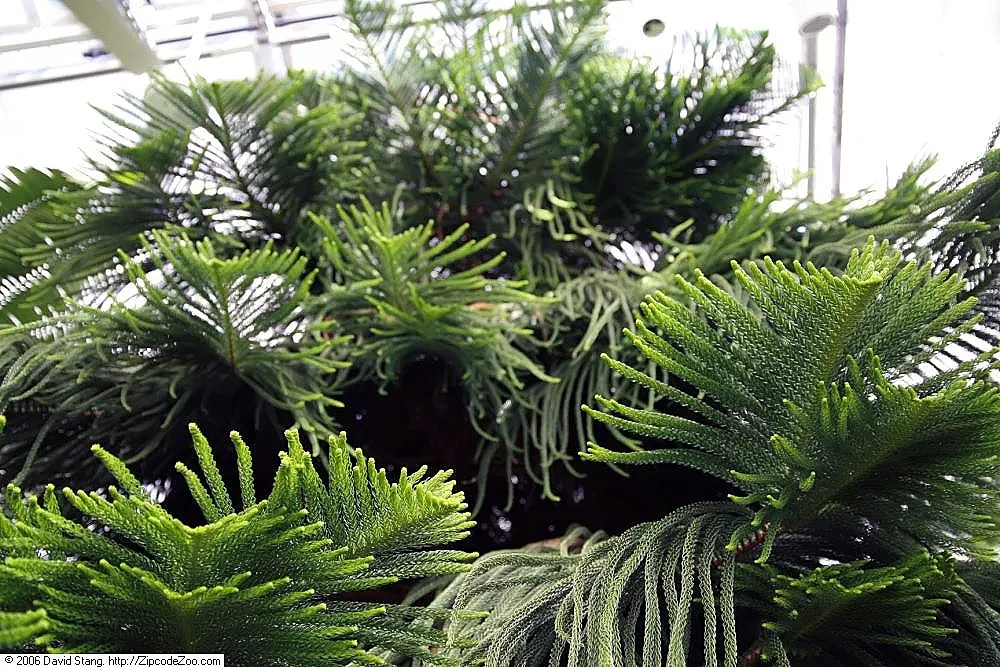 Norfolk Island Pine (Araucaria Heterophylla) — This stately tree can reach heights of 50-65 feet with a spread of 20-25 feet outdoors