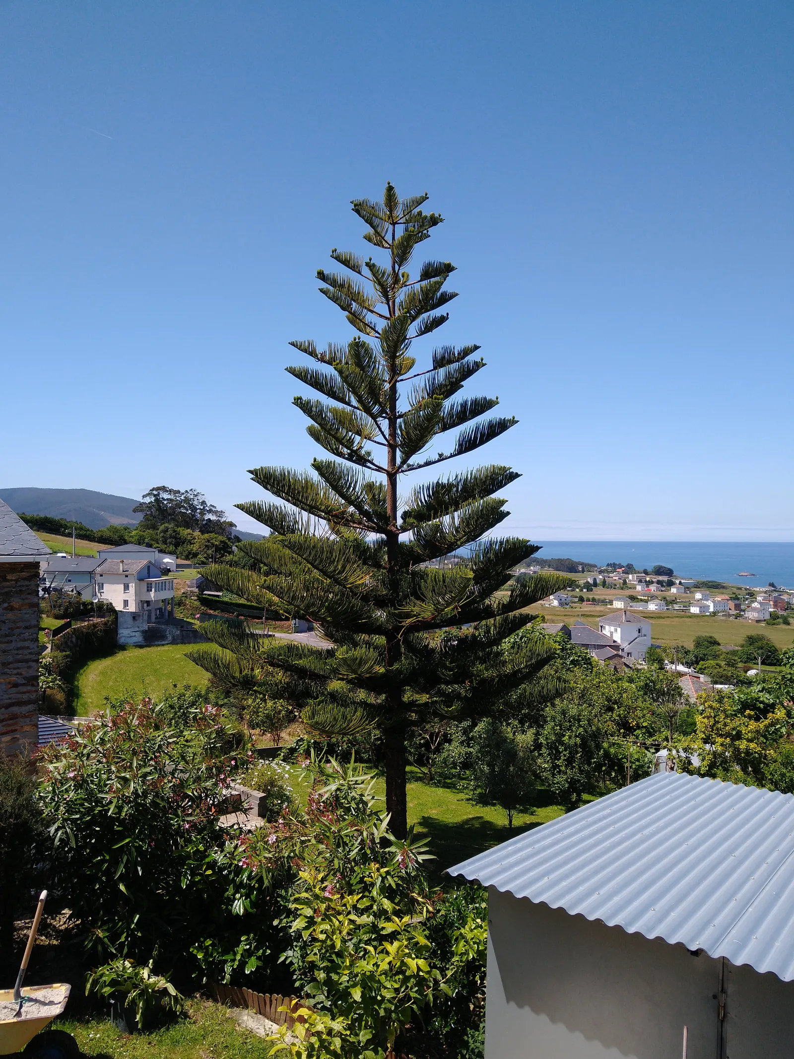 Norfolk Island Pine (Araucaria Heterophylla) — Adequate spacing is crucial for mature development, image 67