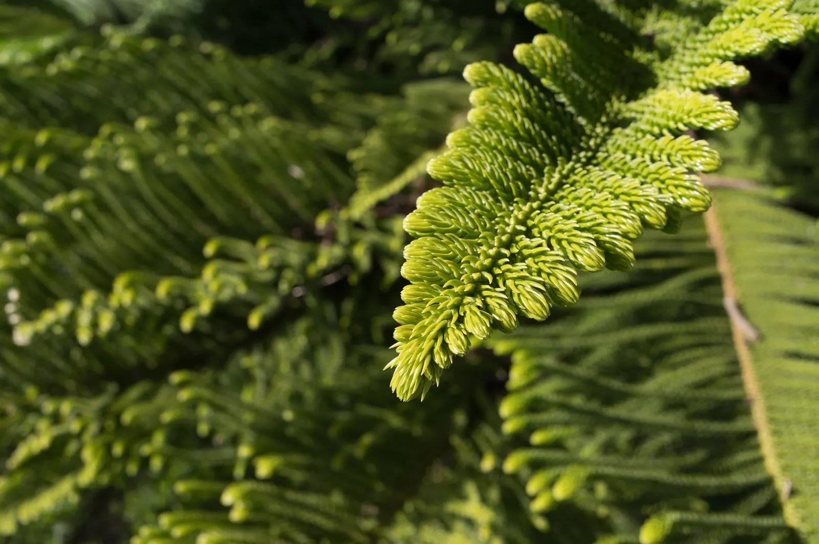 Norfolk Island Pine (Araucaria Heterophylla) — Ideal for adding vertical drama in spacious landscapes or as a focal indoor specimen