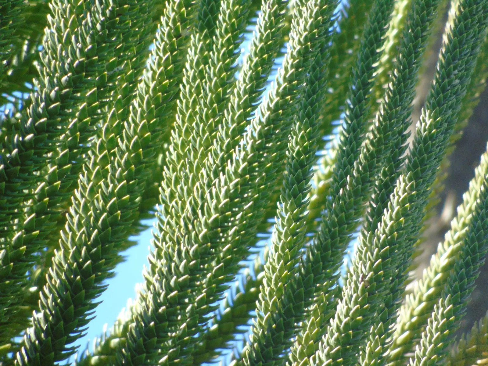 Norfolk Island Pine (Araucaria Heterophylla) — soft needles measuring around 0.5 to 1.5 inches long.<br><br>Hardy in USDA zones 10 to 11; smaller, image 65