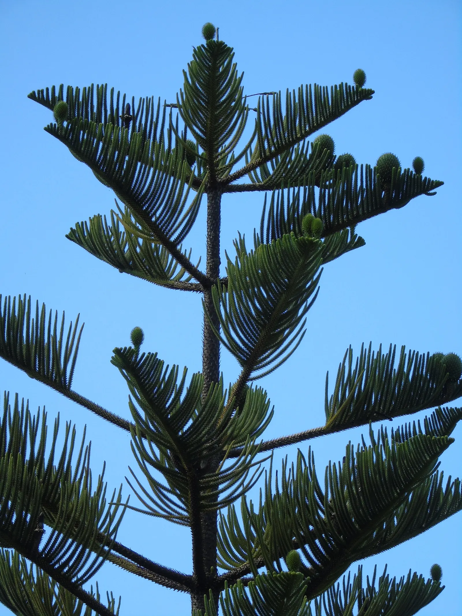 Norfolk Island Pine (Araucaria Heterophylla) — smaller potted specimens often double as living Christmas trees; its upright growth habit presents, image 53