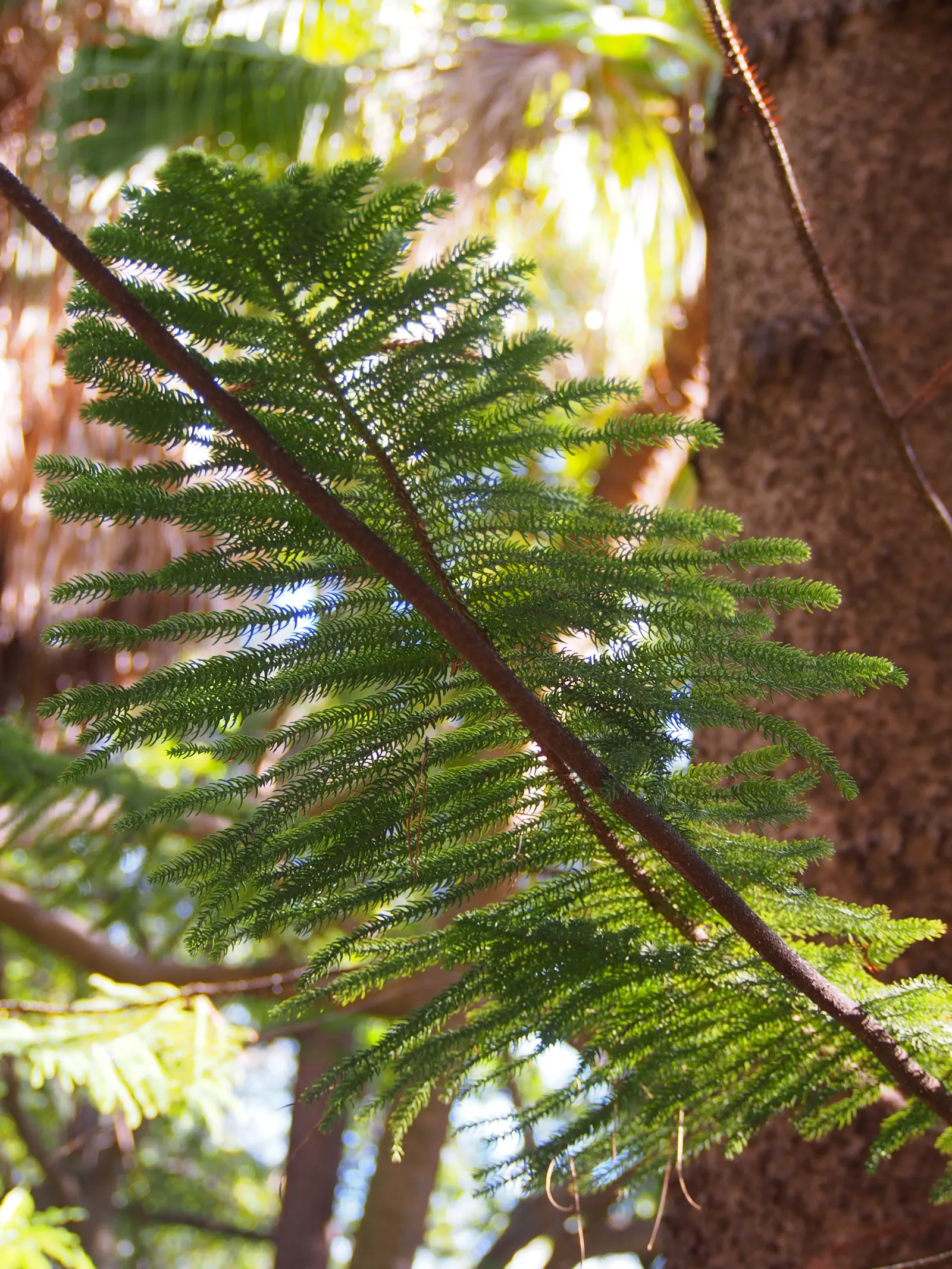 Norfolk Island Pine (Araucaria Heterophylla) — is an evergreen conifer known for its symmetrical shape and graceful