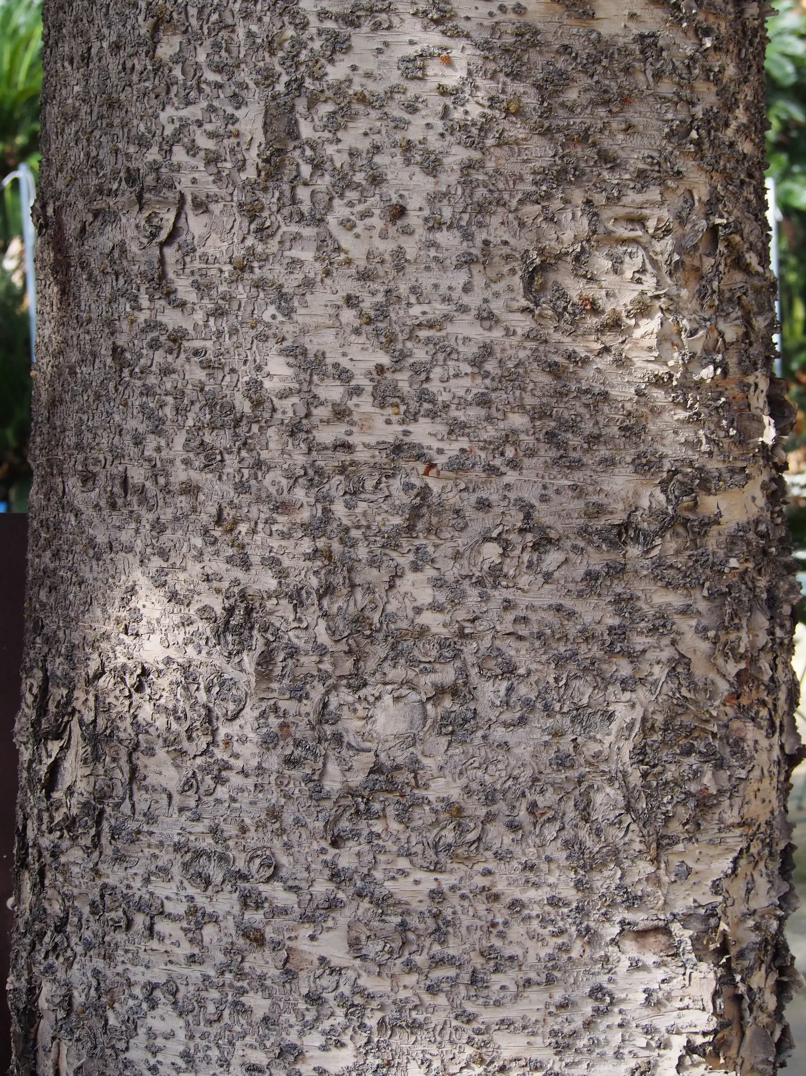 Norfolk Island Pine (Araucaria Heterophylla) — This tree is moderately drought-tolerant but benefits from regular watering during dry periods; is, image 50