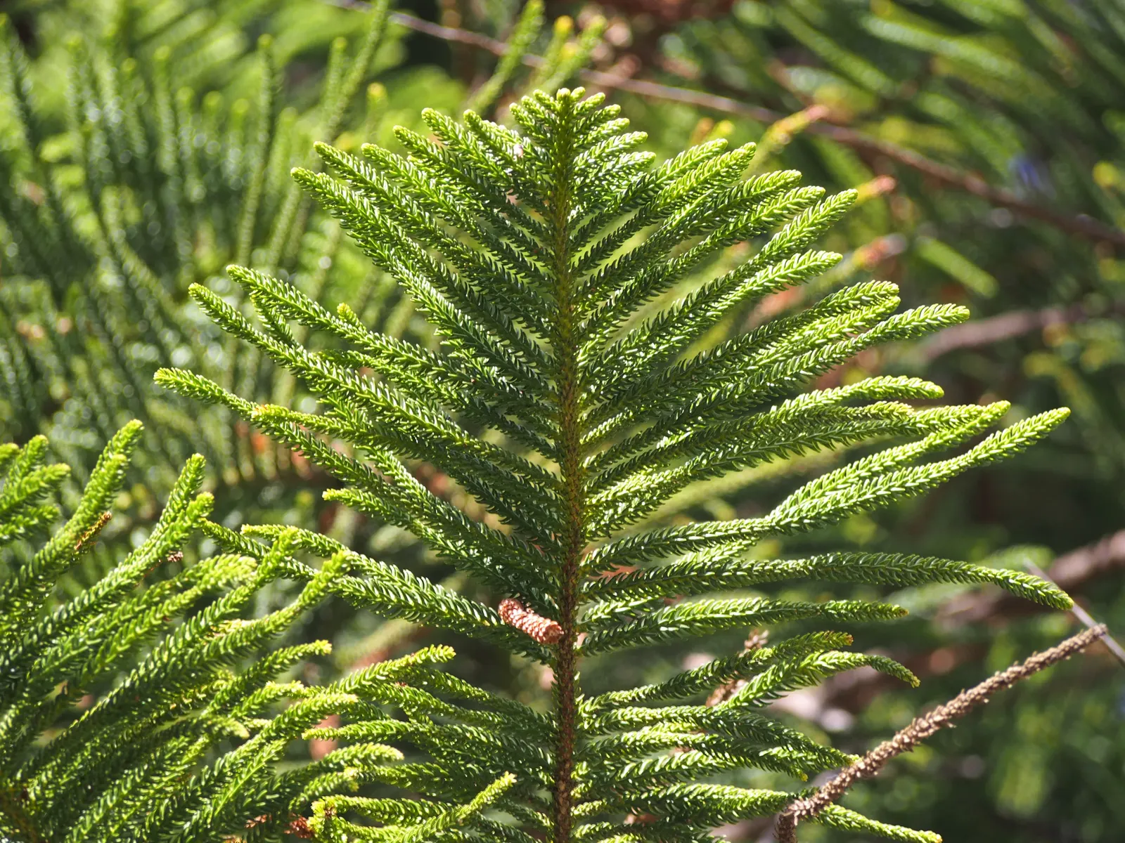 Norfolk Island Pine (Araucaria Heterophylla) — and during the festive season; conifer / tree for full, image 52