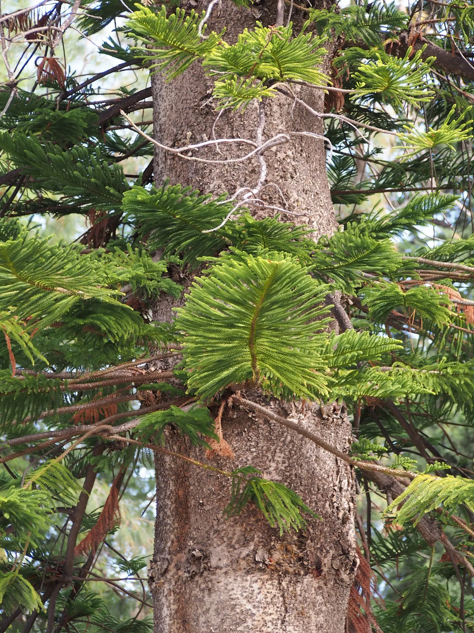 Norfolk Island Pine (Araucaria Heterophylla) — Ideal for adding vertical drama in spacious landscapes or as a focal indoor specimen; ideal for, image 61