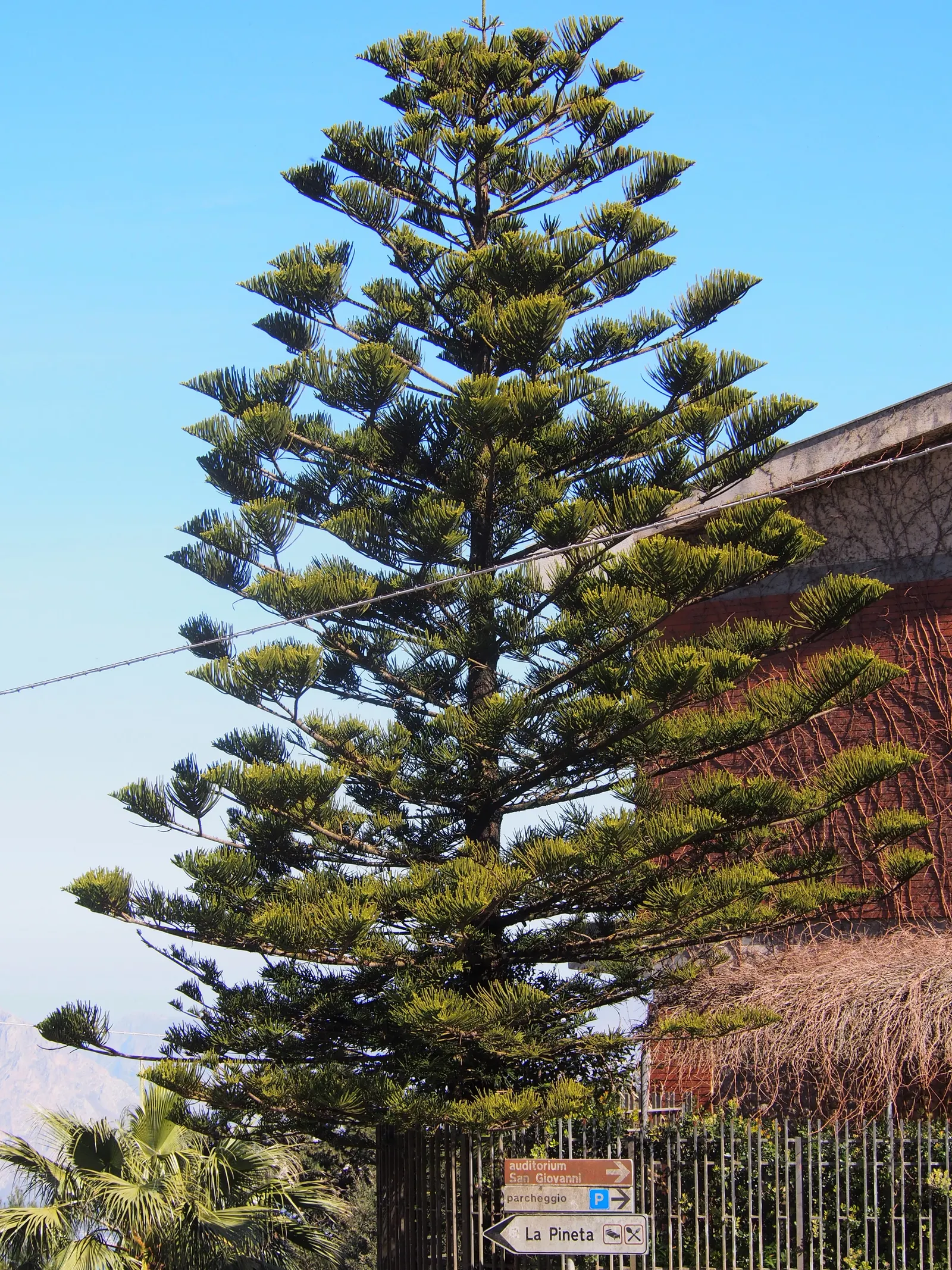 Norfolk Island Pine (Araucaria Heterophylla) — Prefers full sun to partial shade and well-drained soil; and the balance it brings to both formal, image 60
