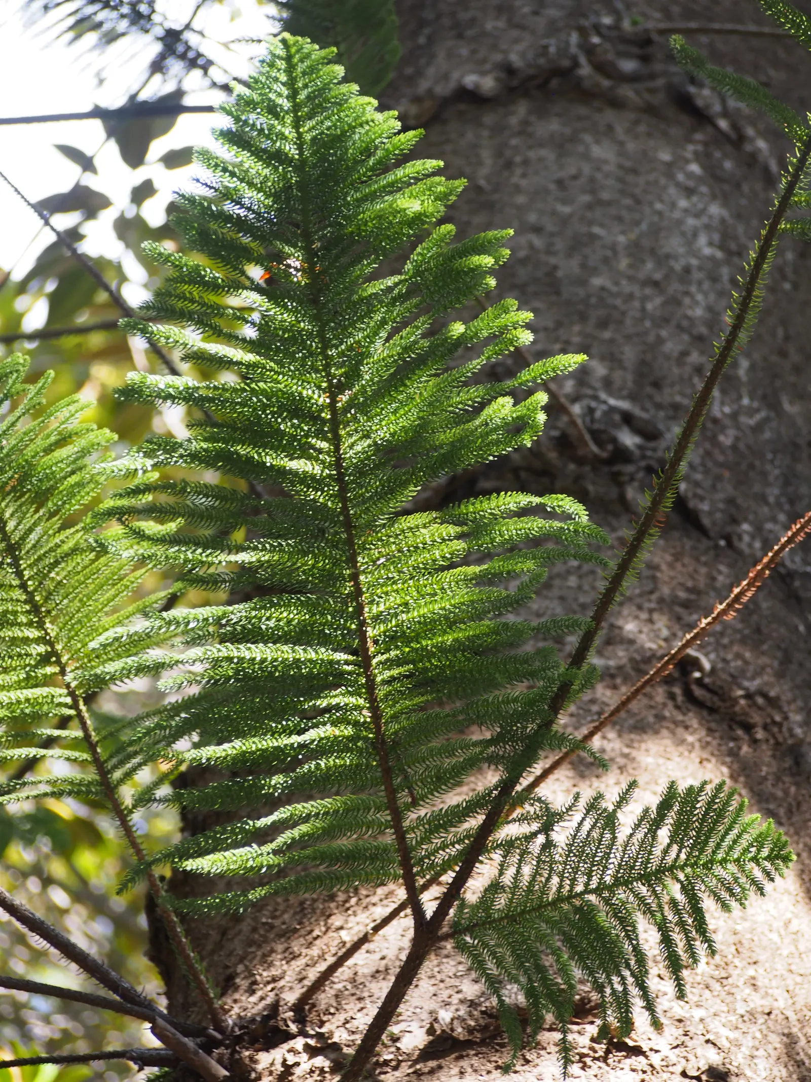 Norfolk Island Pine (Araucaria Heterophylla) — This tree is moderately drought-tolerant but benefits from regular watering during dry periods; is, image 69