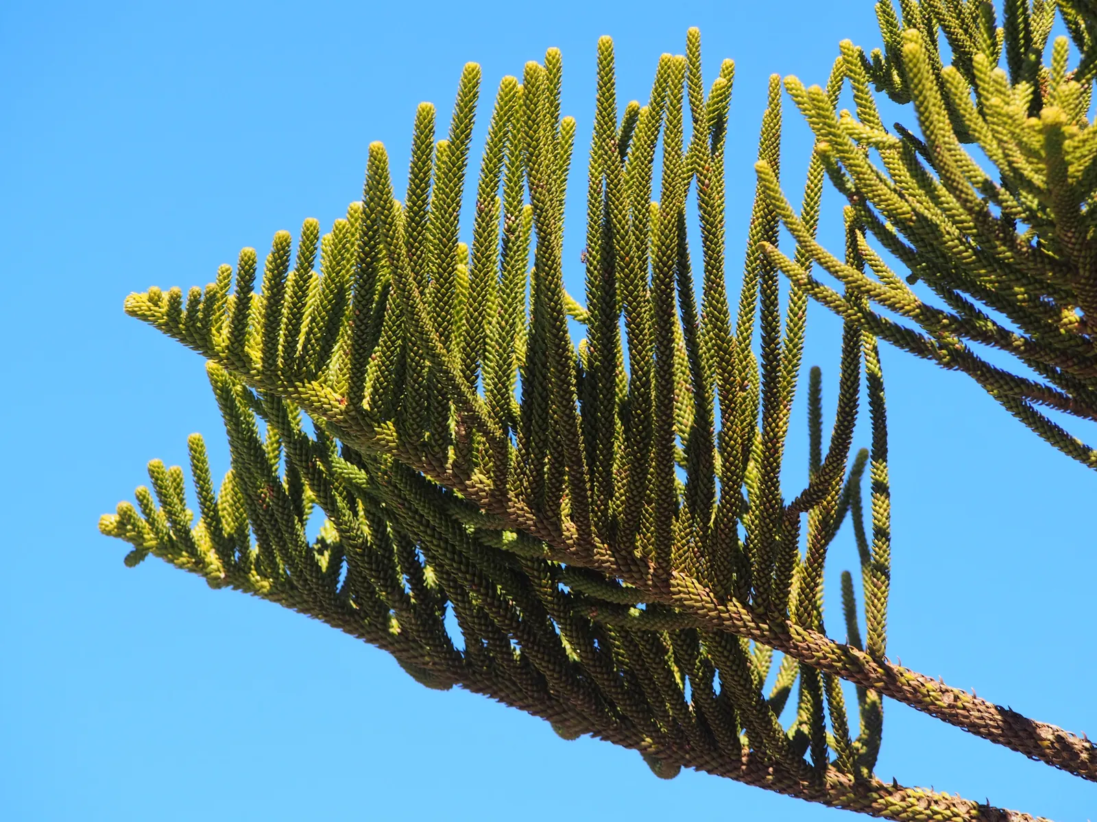 Norfolk Island Pine (Araucaria Heterophylla) — Adequate spacing is crucial for mature development, image 48