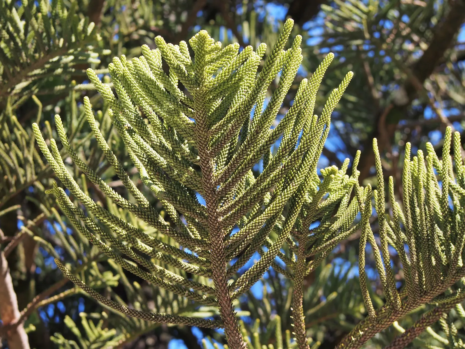 Norfolk Island Pine (Araucaria Heterophylla) — soft needles measuring around 0.5 to 1.5 inches long.<br><br>Hardy in USDA zones 10 to 11; smaller, image 46