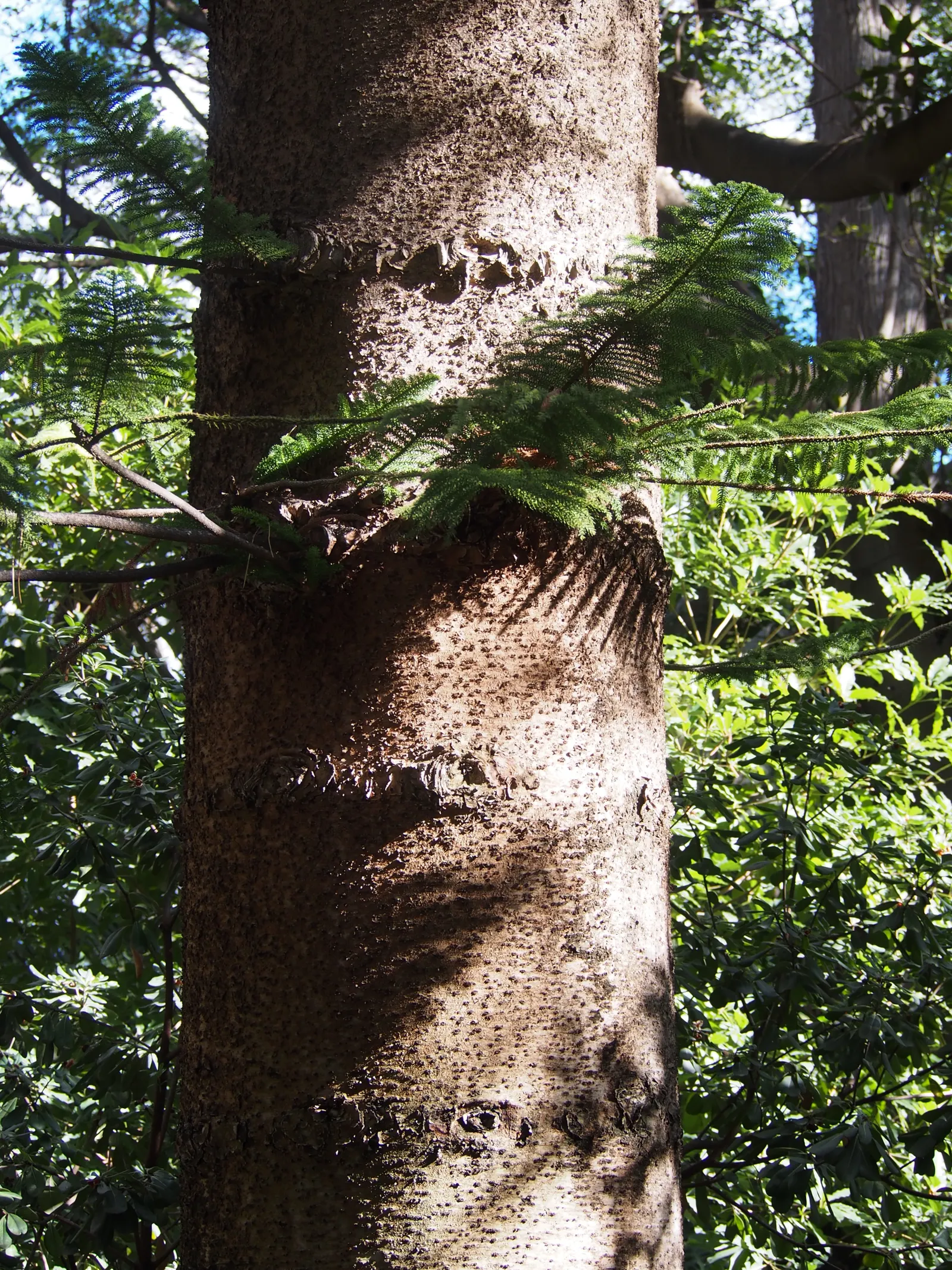 Norfolk Island Pine (Araucaria Heterophylla) — Ideal for adding vertical drama in spacious landscapes or as a focal indoor specimen; ideal for, image 42