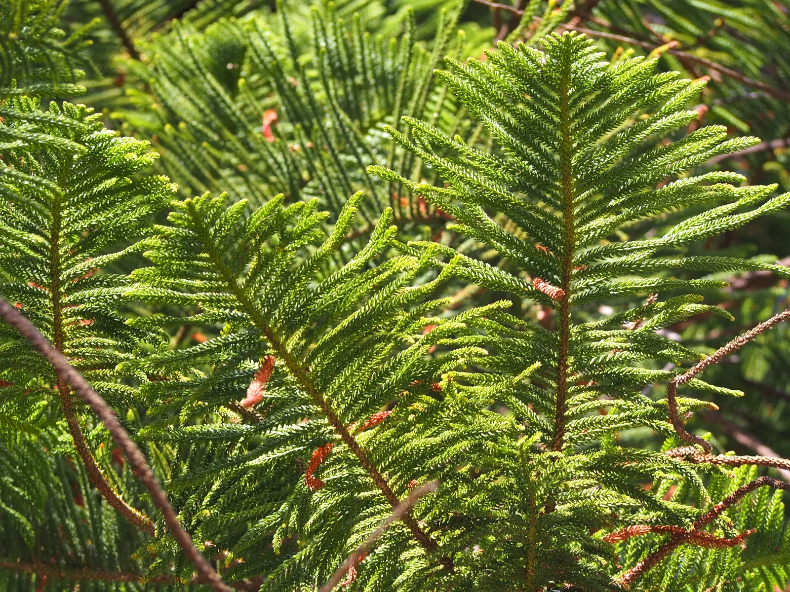 Norfolk Island Pine (Araucaria Heterophylla) — The designer should note its moderate growth rate; and during the festive season, image 54