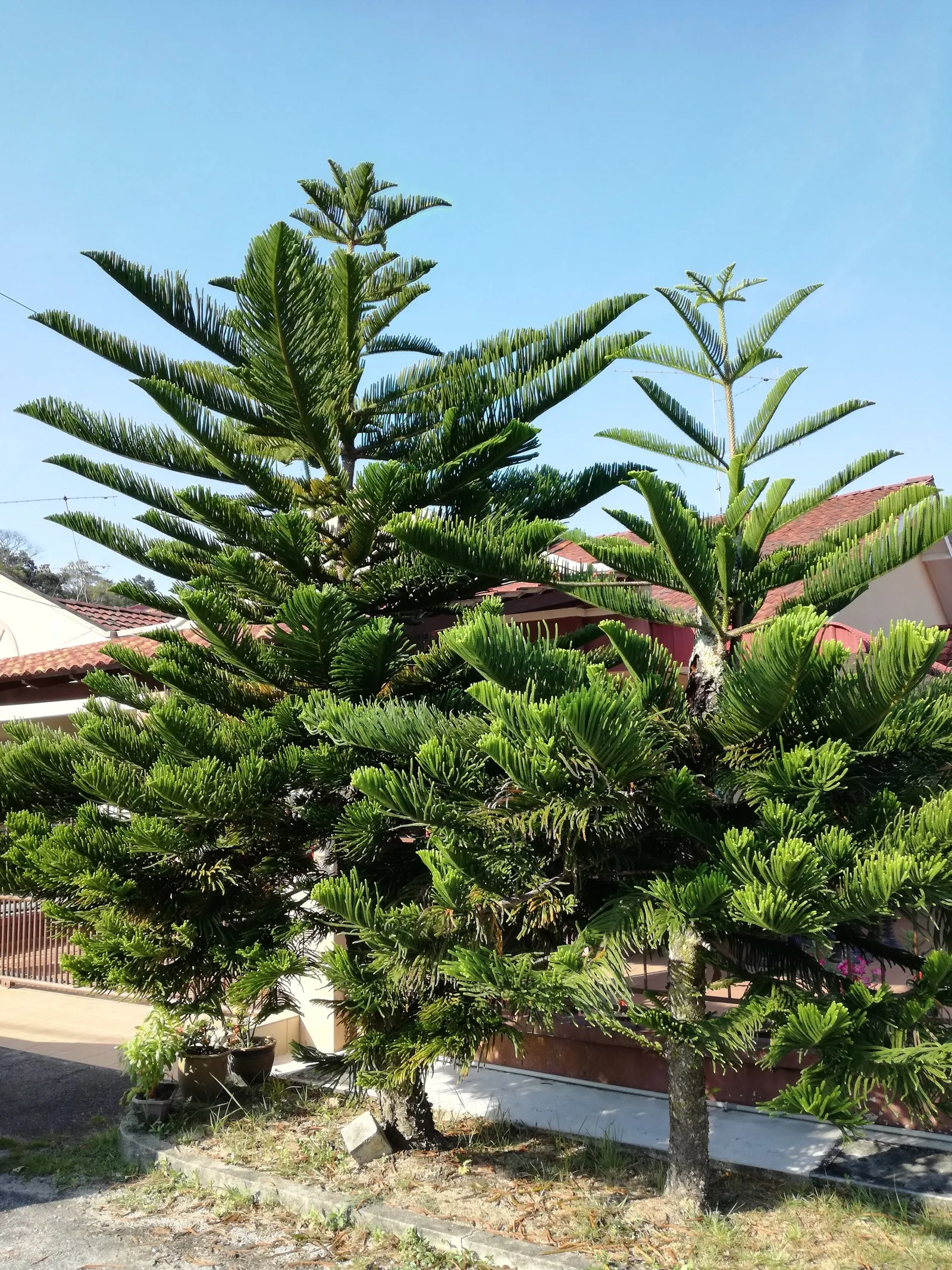Norfolk Island Pine (Araucaria Heterophylla) — Its upright growth habit presents whorls of horizontal branches; soft needles measuring around 0.5, image 45