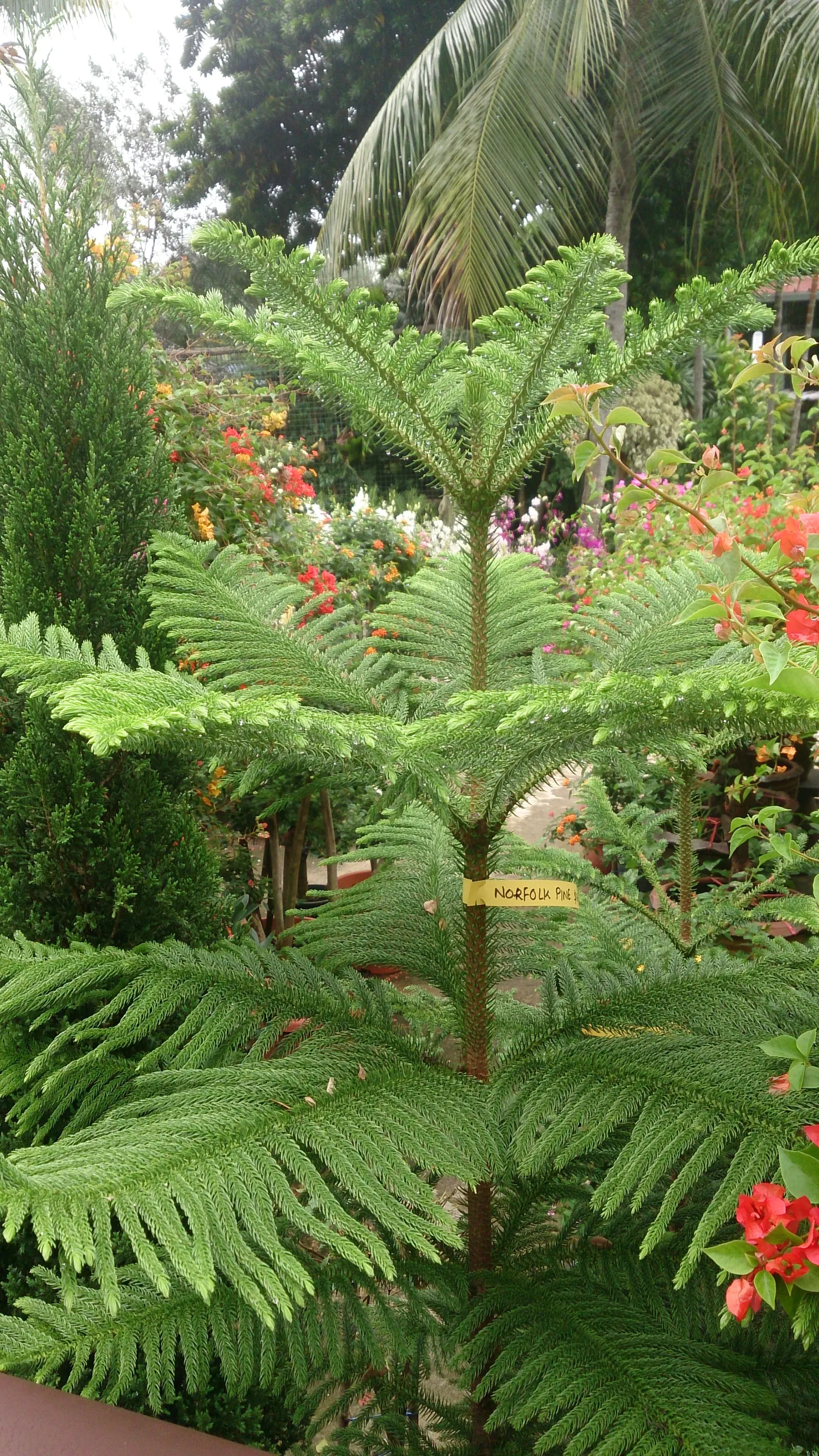 Norfolk Island Pine (Araucaria Heterophylla) — ideally at least 20 feet from structures or other trees to accommodate its broad base; which allows, image 49