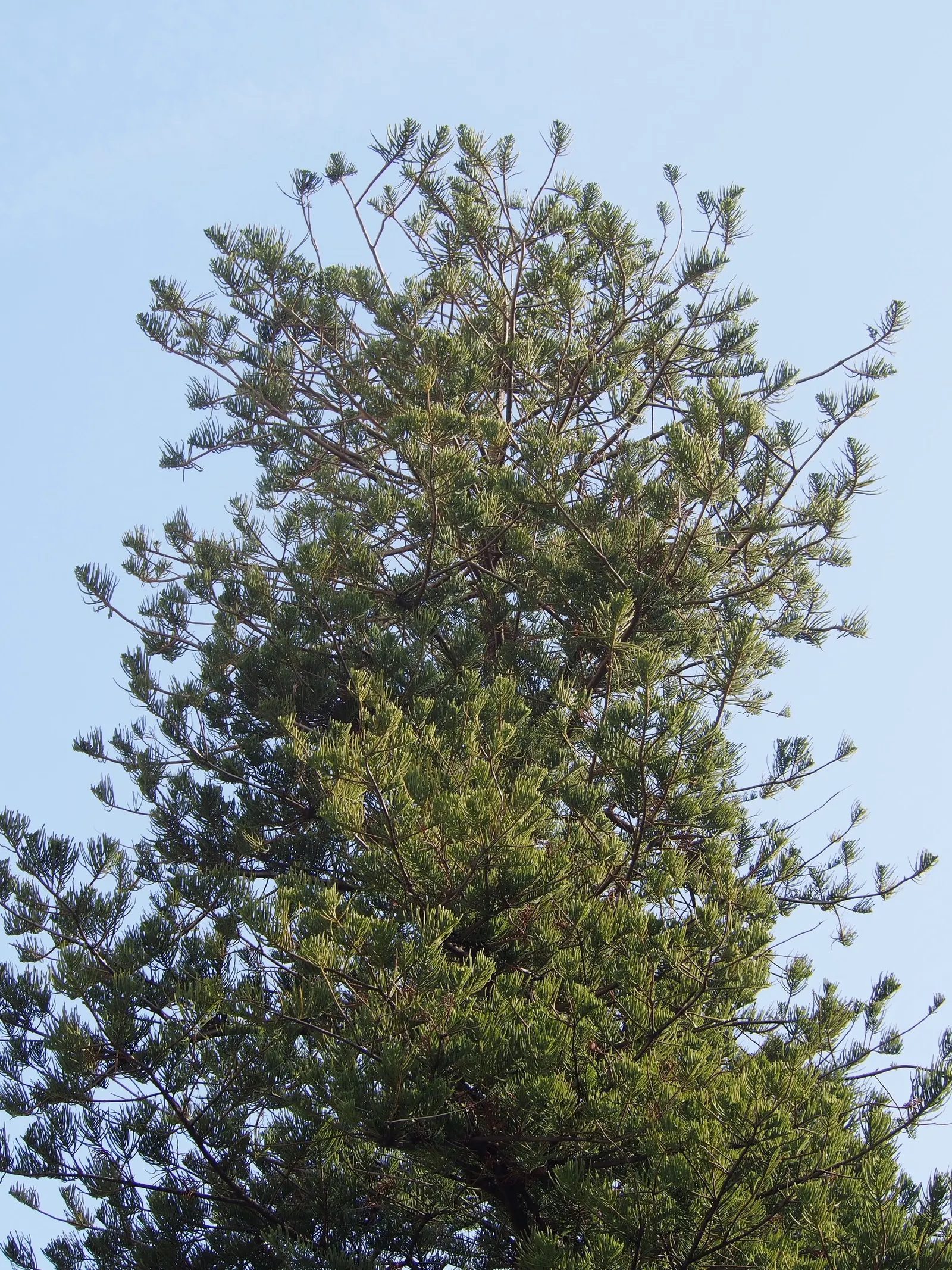 Norfolk Island Pine (Araucaria Heterophylla) — the Norfolk Island Pine thrives in full sun to light shade and prefers well-draining; prefers full, image 47